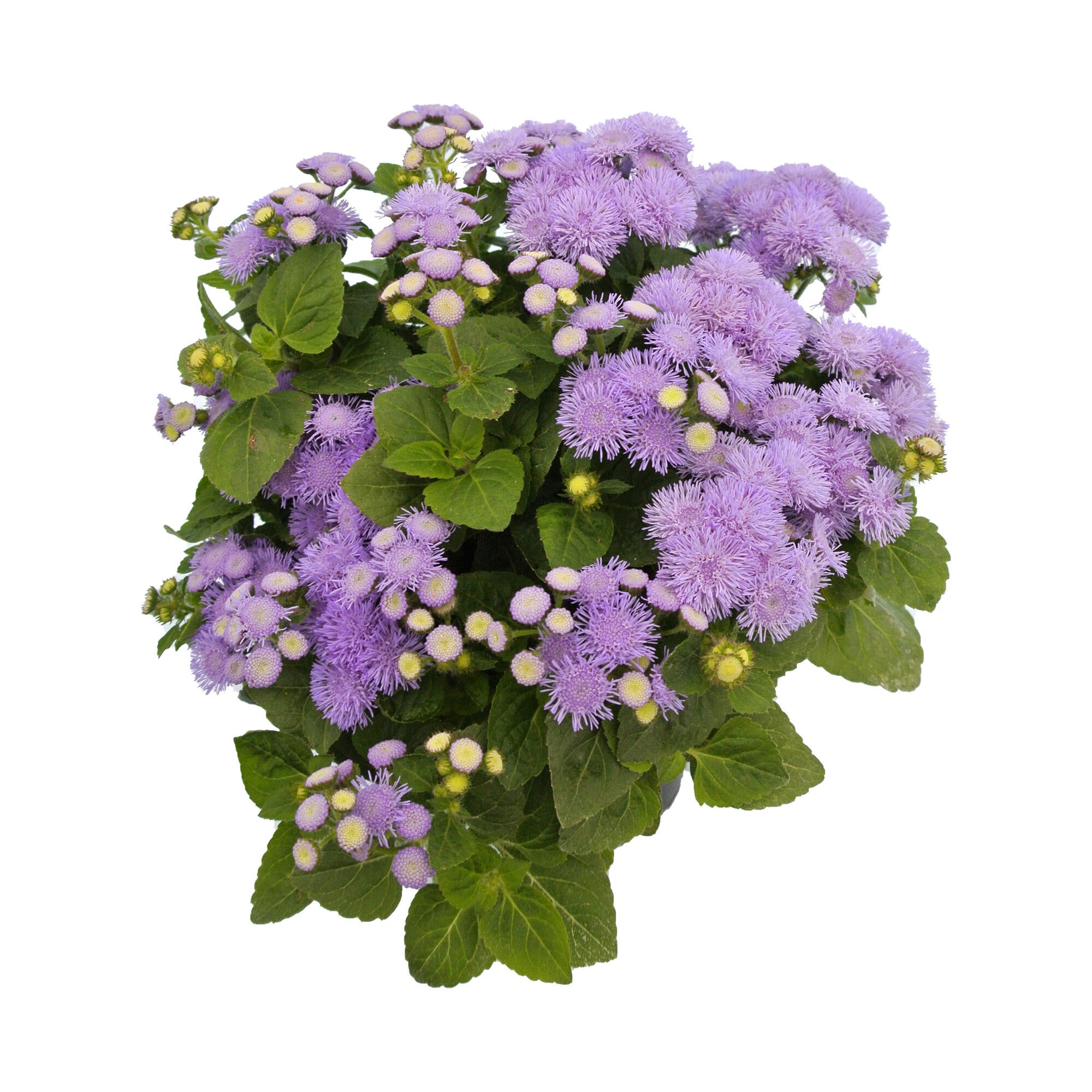 Planta de exterior cu flori Ageratum, H < 50 cm, Ø 9 cm