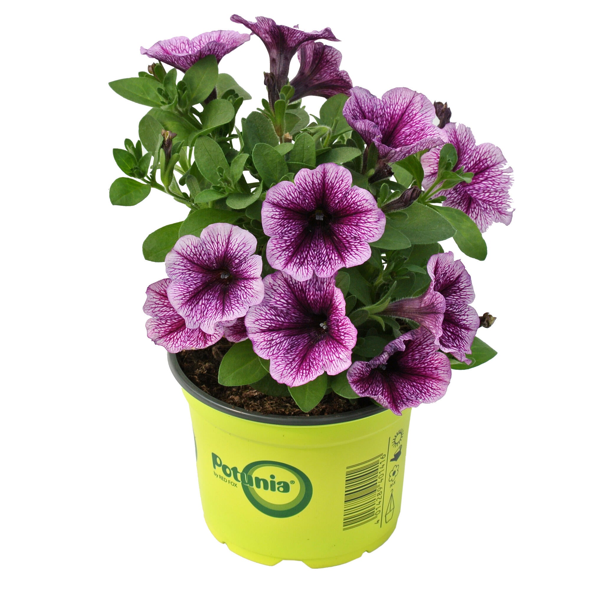 Planta de exterior cu flori Petunia curgatoare, H < 50 cm, Ø 12 cm, diverse specii si culori