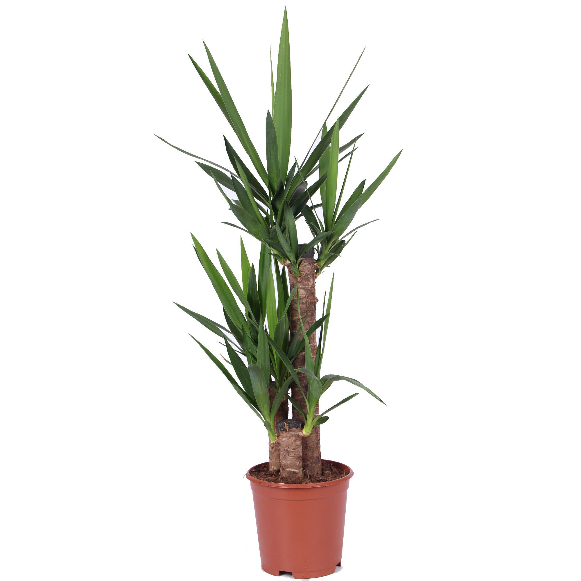 Planta verde Yucca, H 60 cm, Ø ghiveci 21 cm | Leroy Merlin