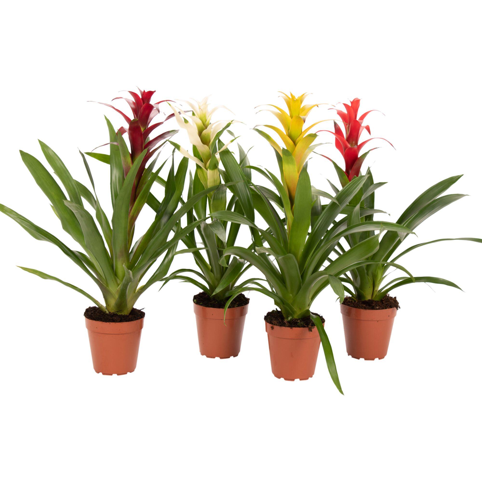 Planta cu flori Guzmania, H 46 - 60 cm, Ø ghiveci 12 cm, diverse culori