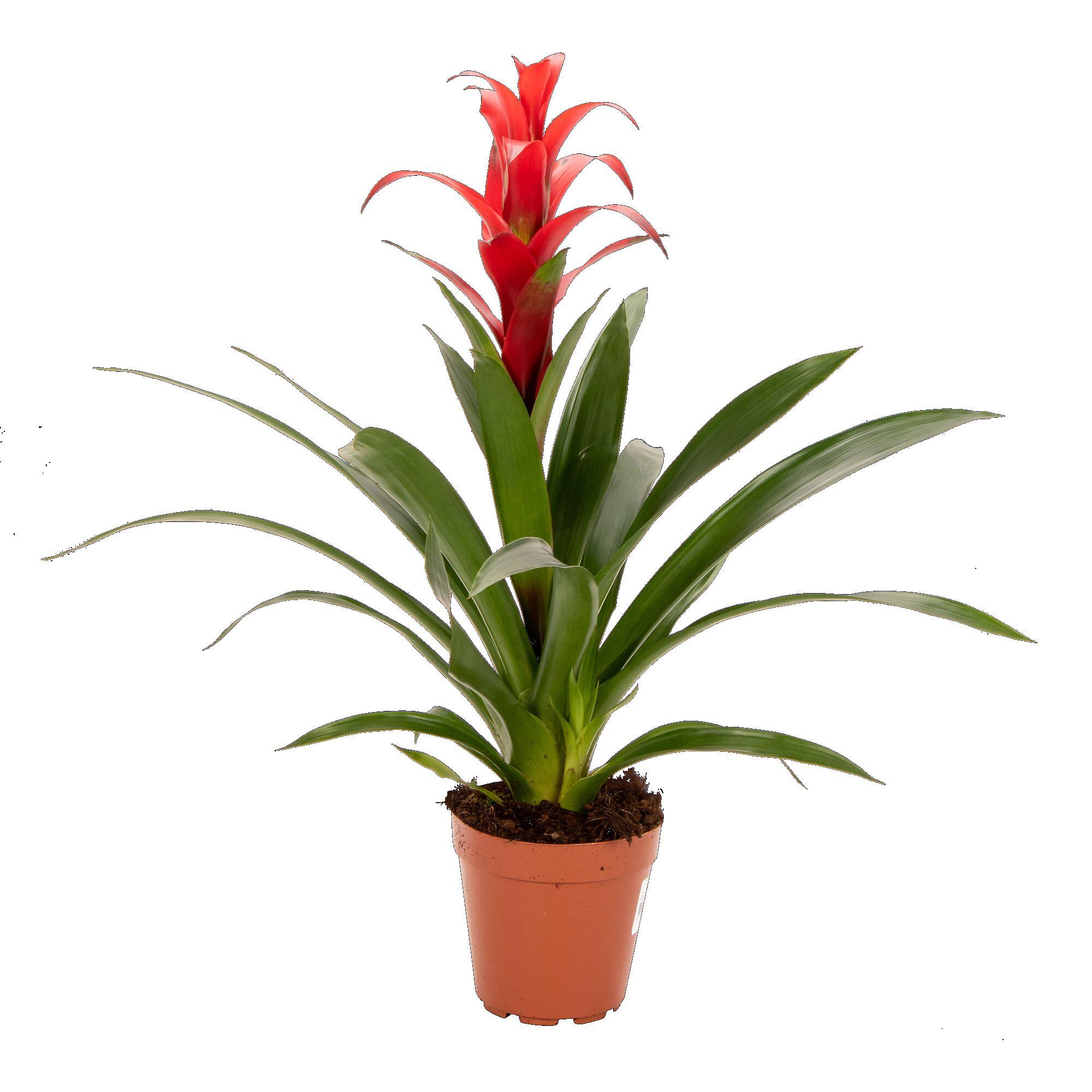 Planta cu flori Guzmania Blitz, H 35 cm, Ø ghiveci 12 cm, rosu