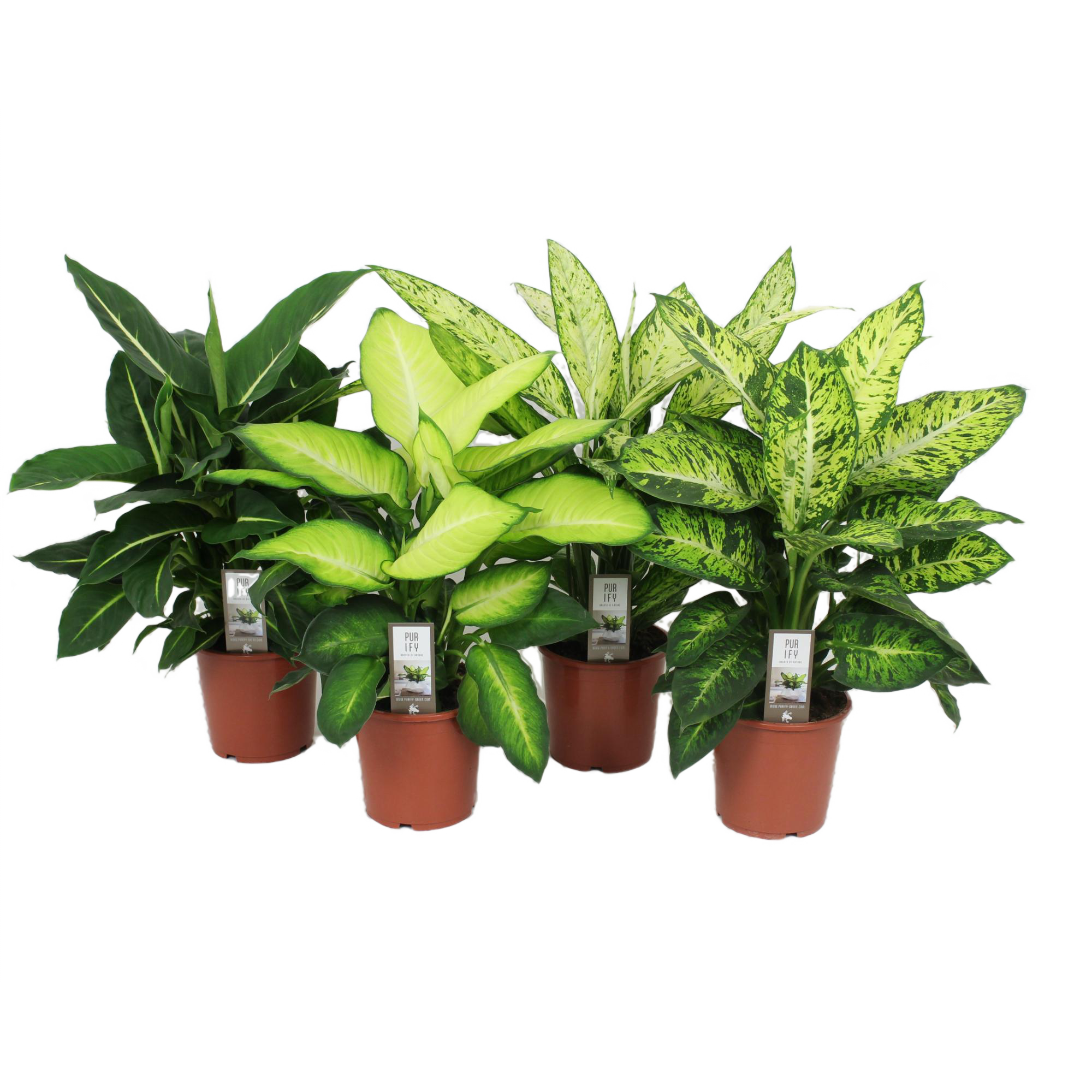 Planta verde Dieffenbachia, H > 61 cm, Ø ghiveci 17 cm, diverse specii