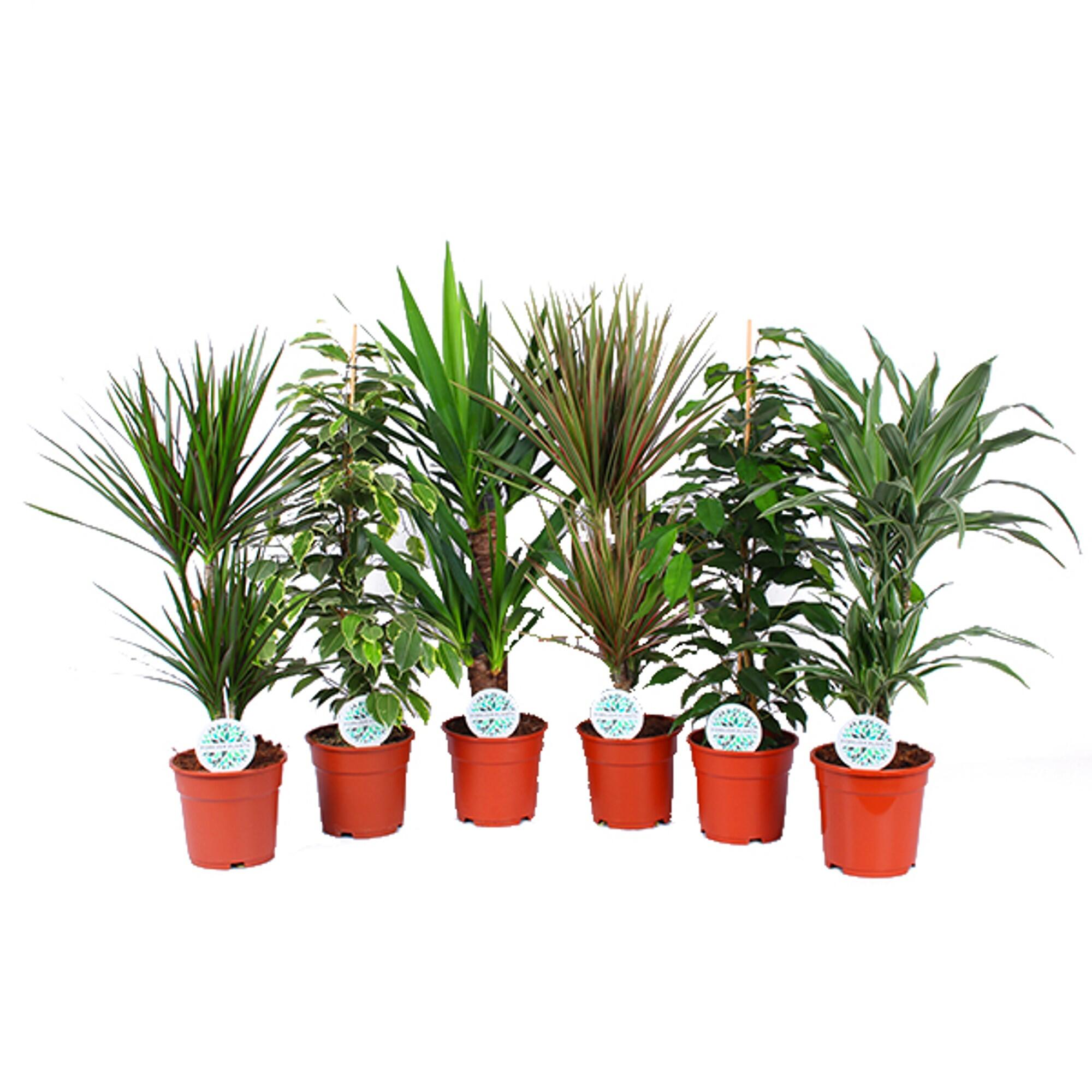 Planta verde, H > 61 cm, Ø ghiveci 17 cm, Ø ghiveci 17 cm, diverse specii