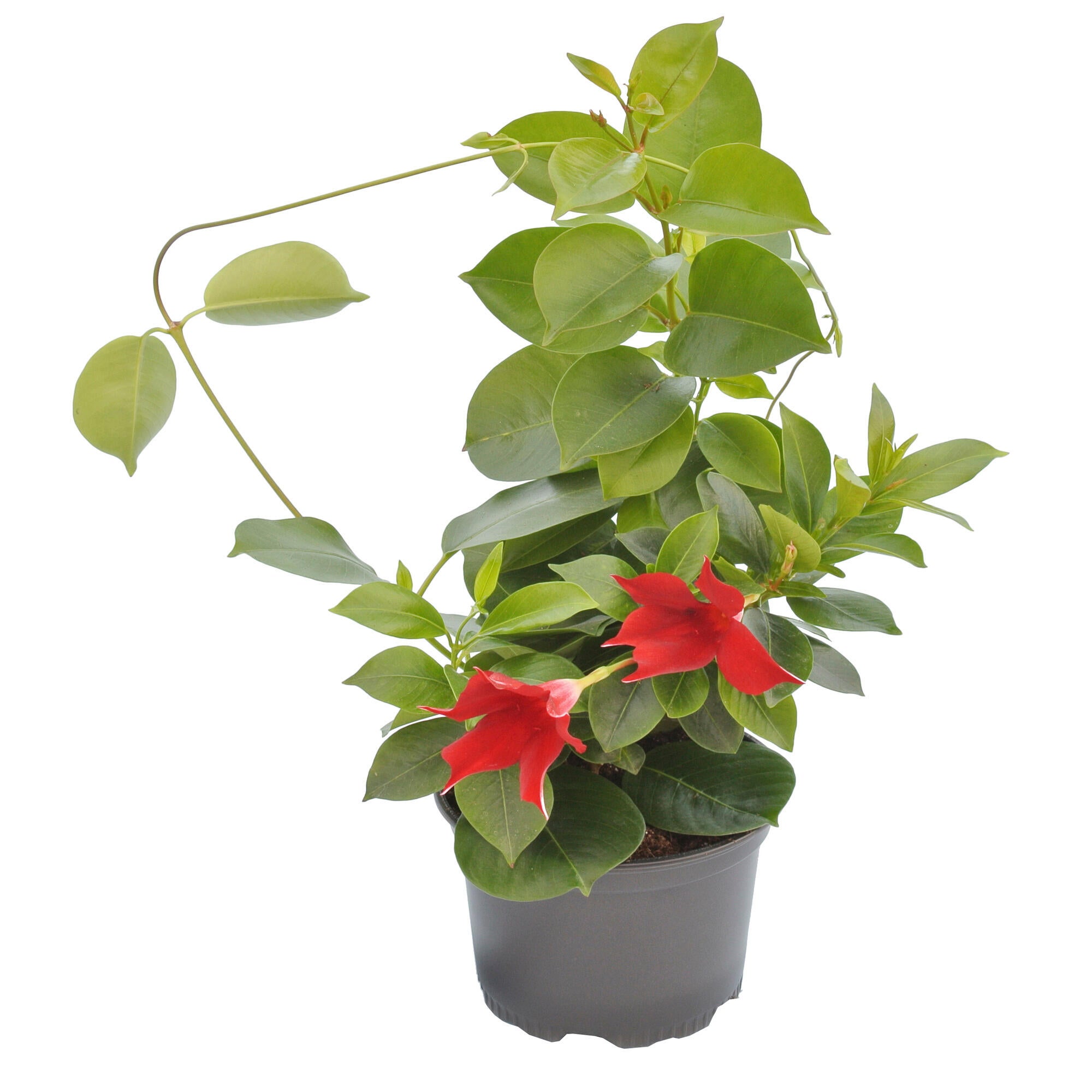 Planta cu flori Dipladenia, H 31 - 45 cm, Ø ghiveci 12 cm, rosie