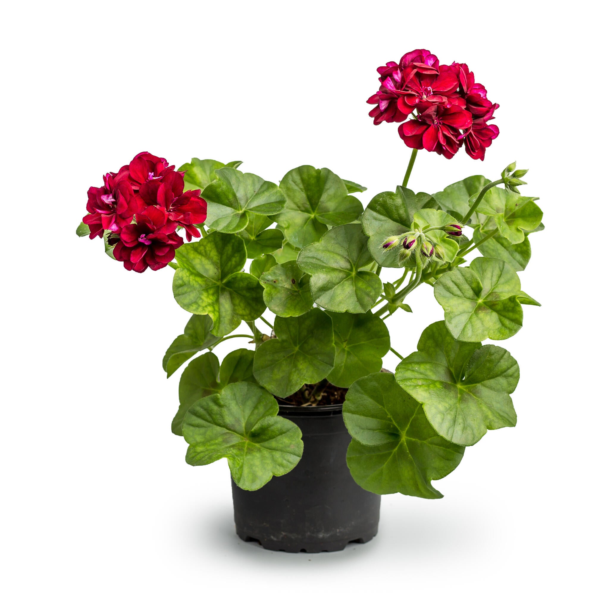 Planta cu flori Muscata Pelargonium Peltatum, H 31 - 45 cm, Ø ghiveci 12 cm, rosie