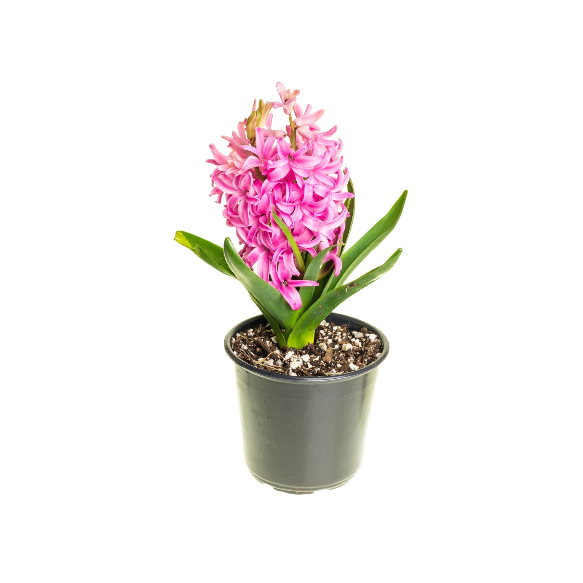 Planta cu flori Zambila, H 16 - 30 cm, Ø ghiveci 10.5 cm, diverse culori