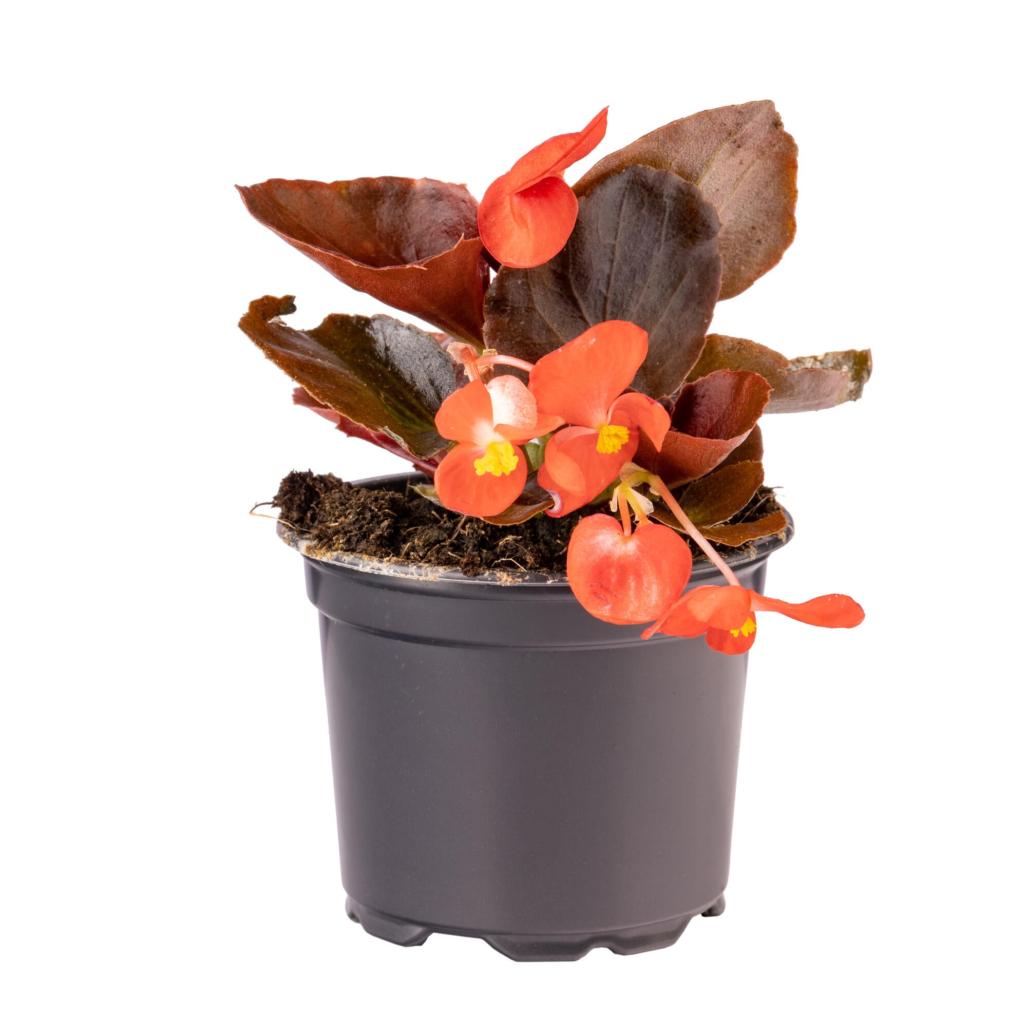 Planta cu flori Begonie, Ø ghiveci 9 cm