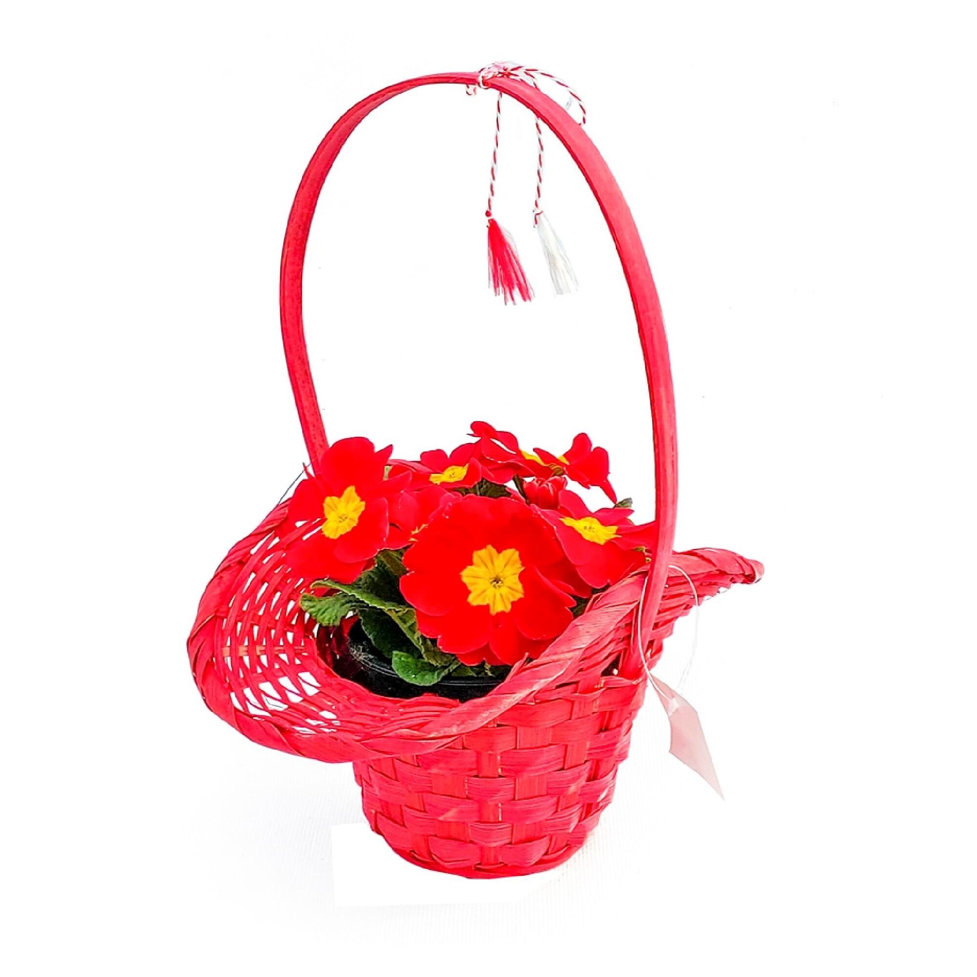 Planta cu flori Primula, in cos, cu Martisor, H 16 - 30 cm, Ø cos 13 cm, diverse culori