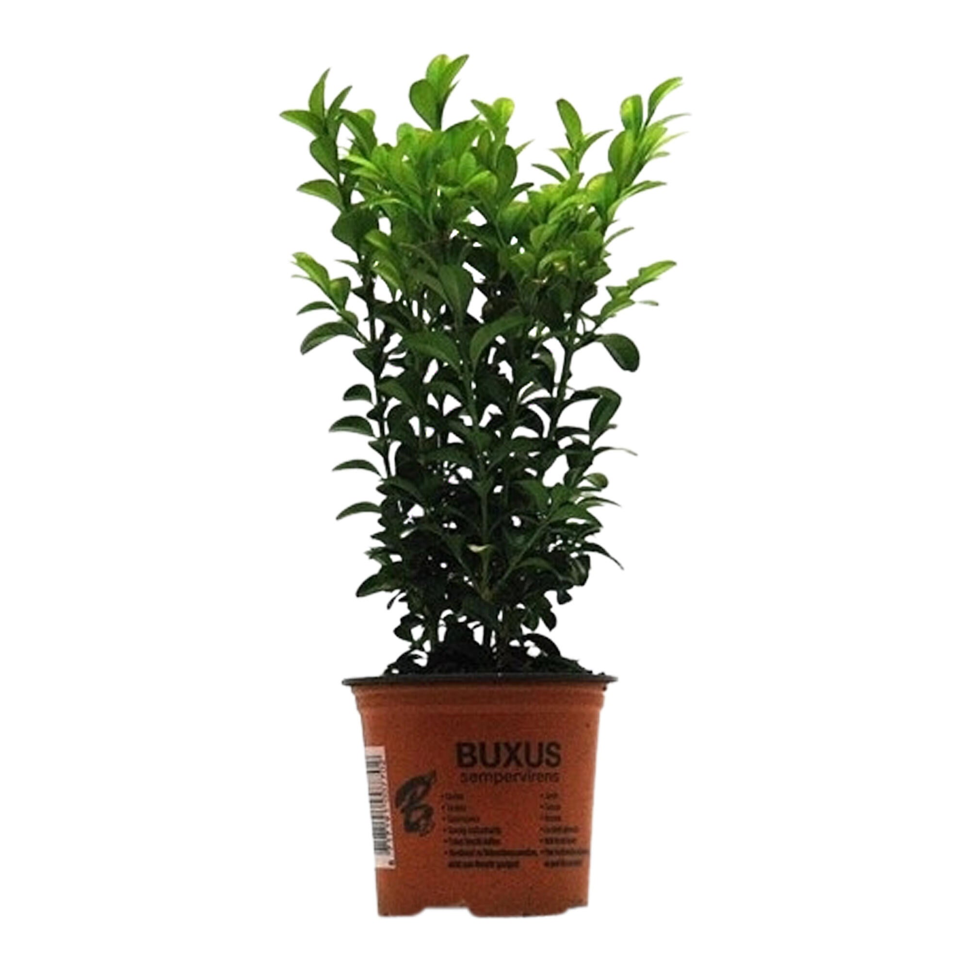 Arbust ornamental Buxus Sempervirens, crescut in ghiveci, H < 50 cm, Ø 9 cm