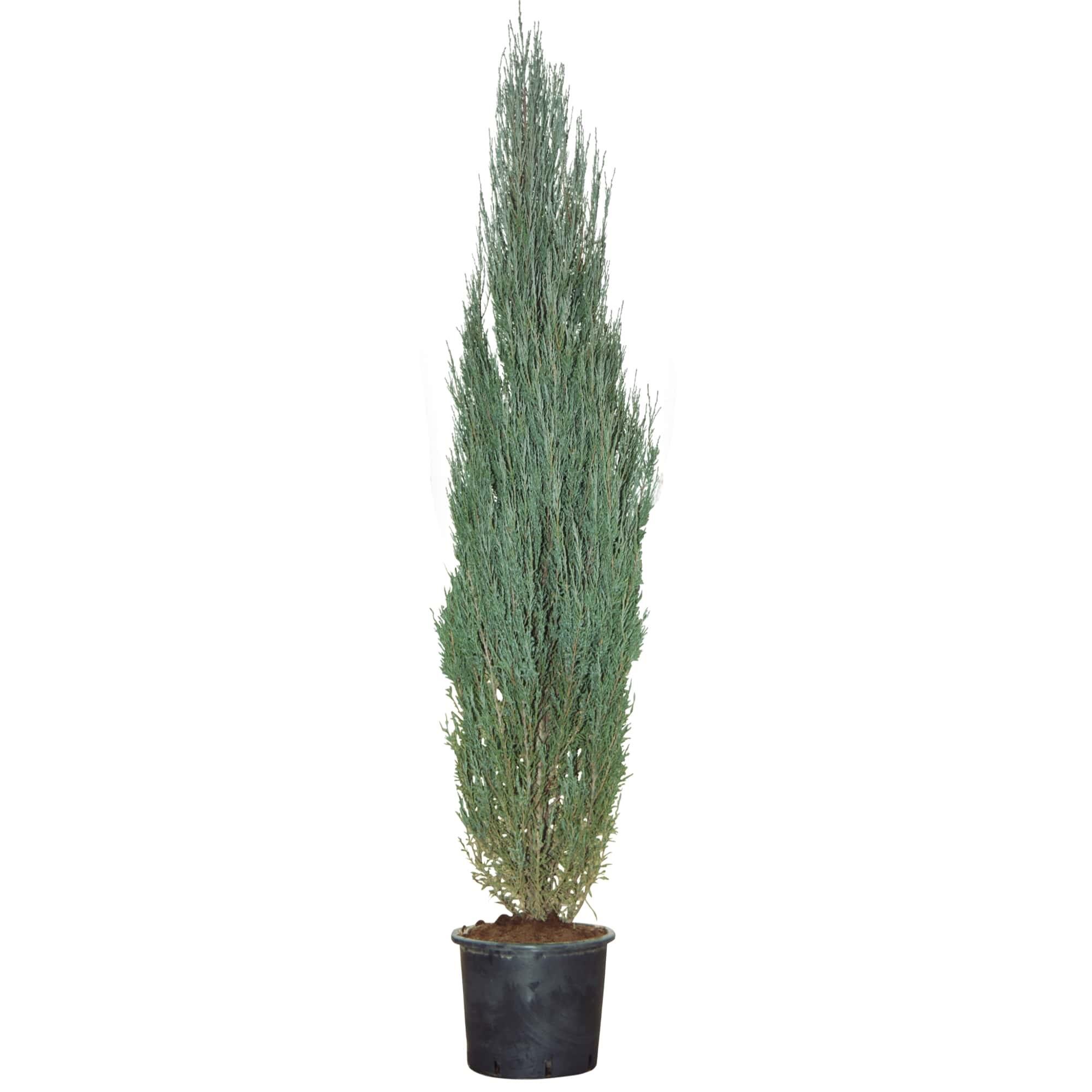 Conifer decorativ juniperus blue arrow 80 - 100 cm