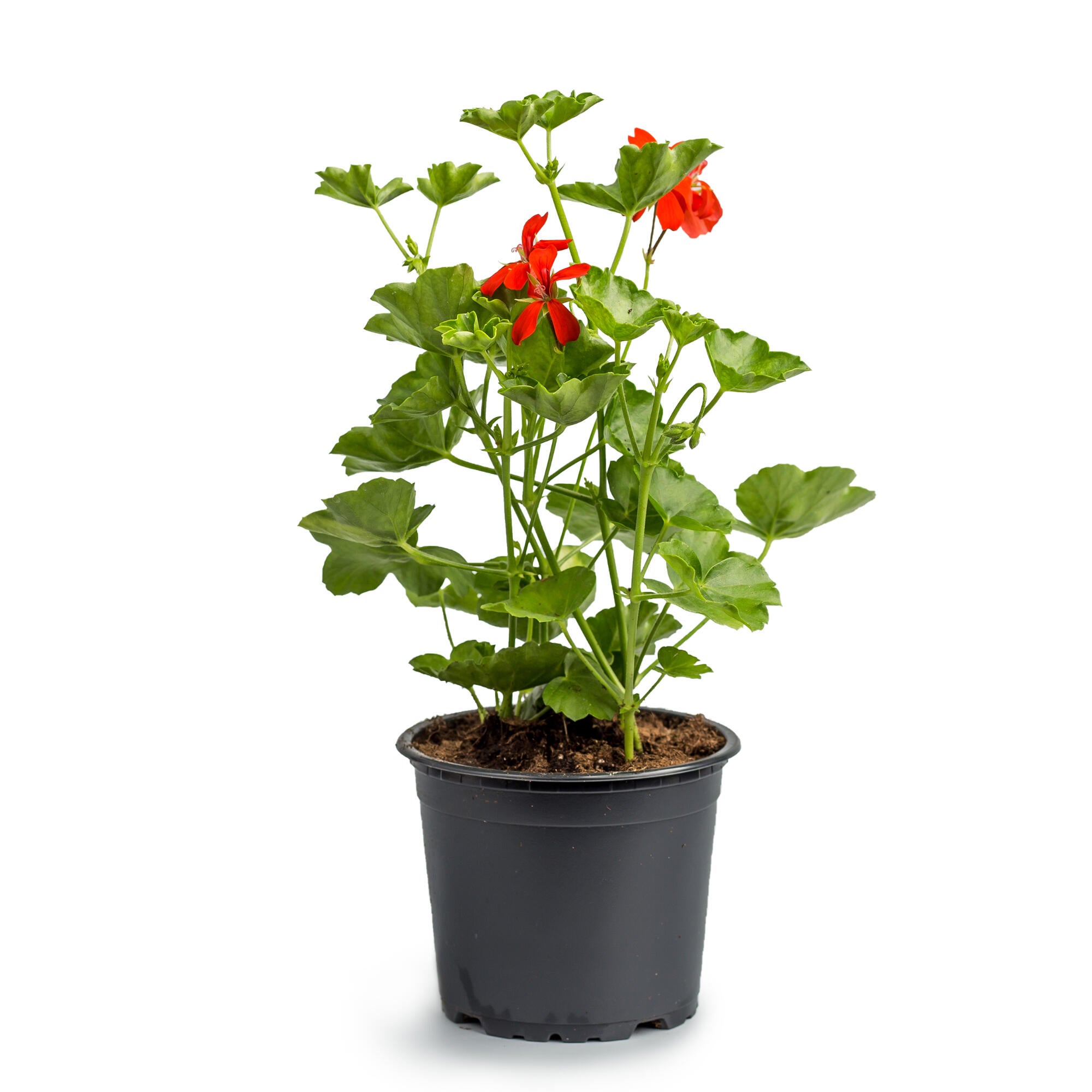 Planta cu flori Pelargonium Peltatum, , H <50 cm, Ø ghiveci 12 cm, rosie