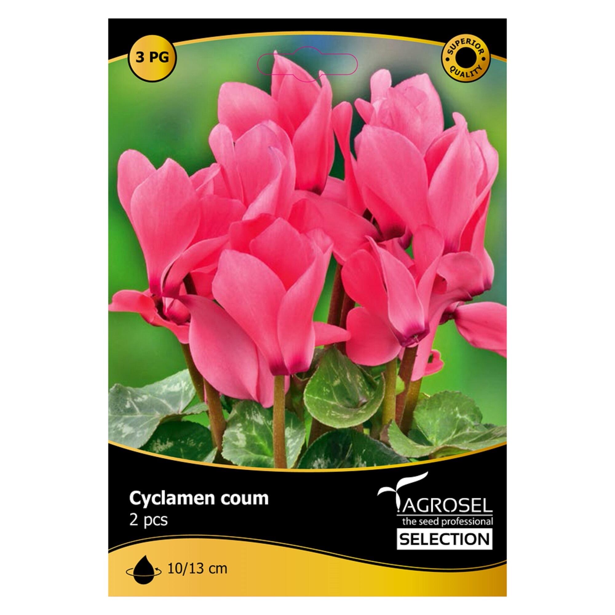 Bulbi cyclamen Coum, Agrosel, roz (2 buc)