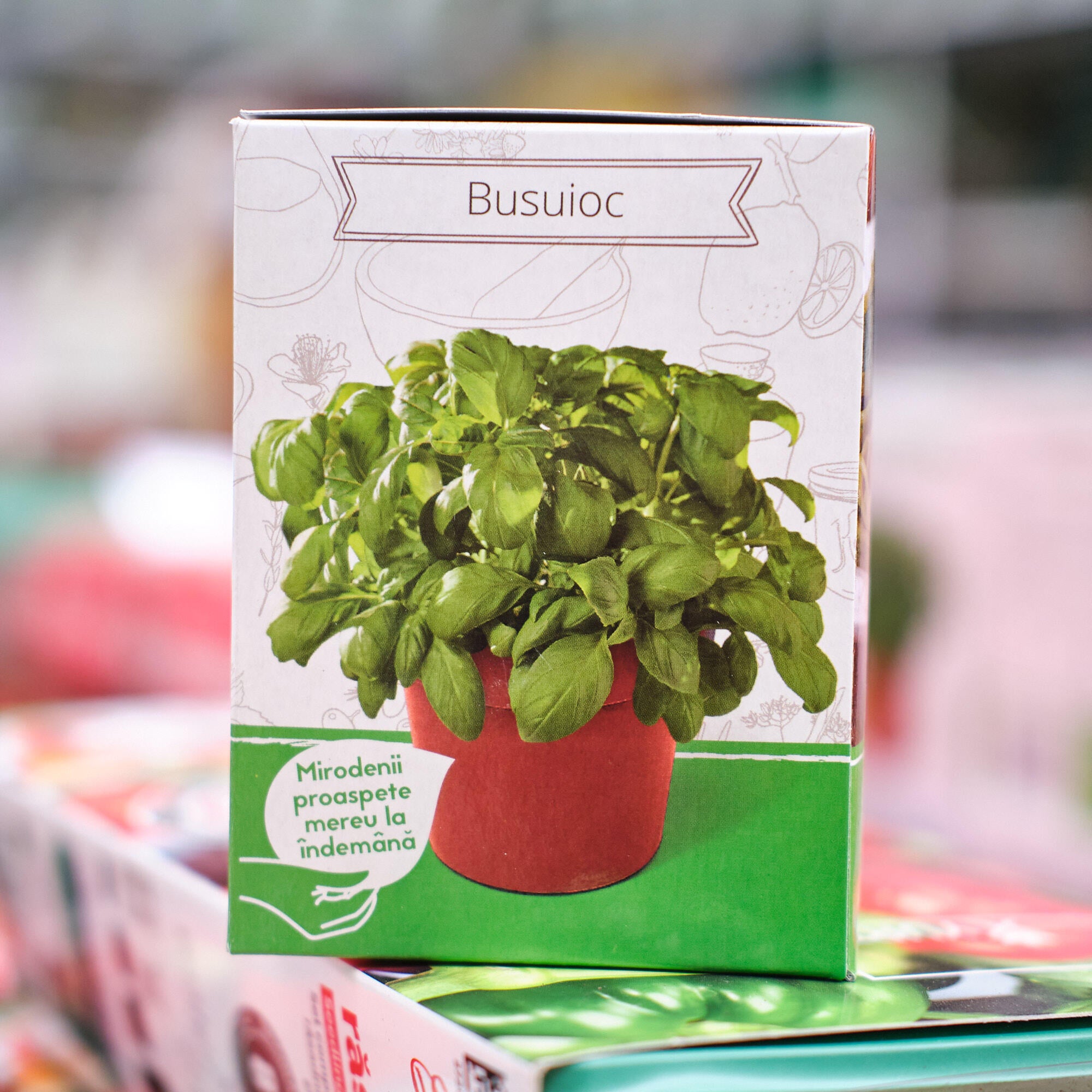Set de cultivare in ghiveci, soi de busuioc, Ocimum basilicum