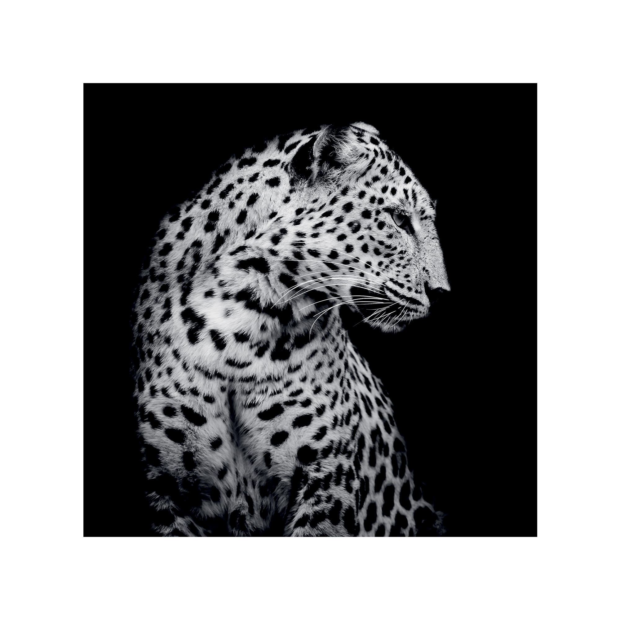 Tablou canvas Dotted feline, 100 x 100 cm