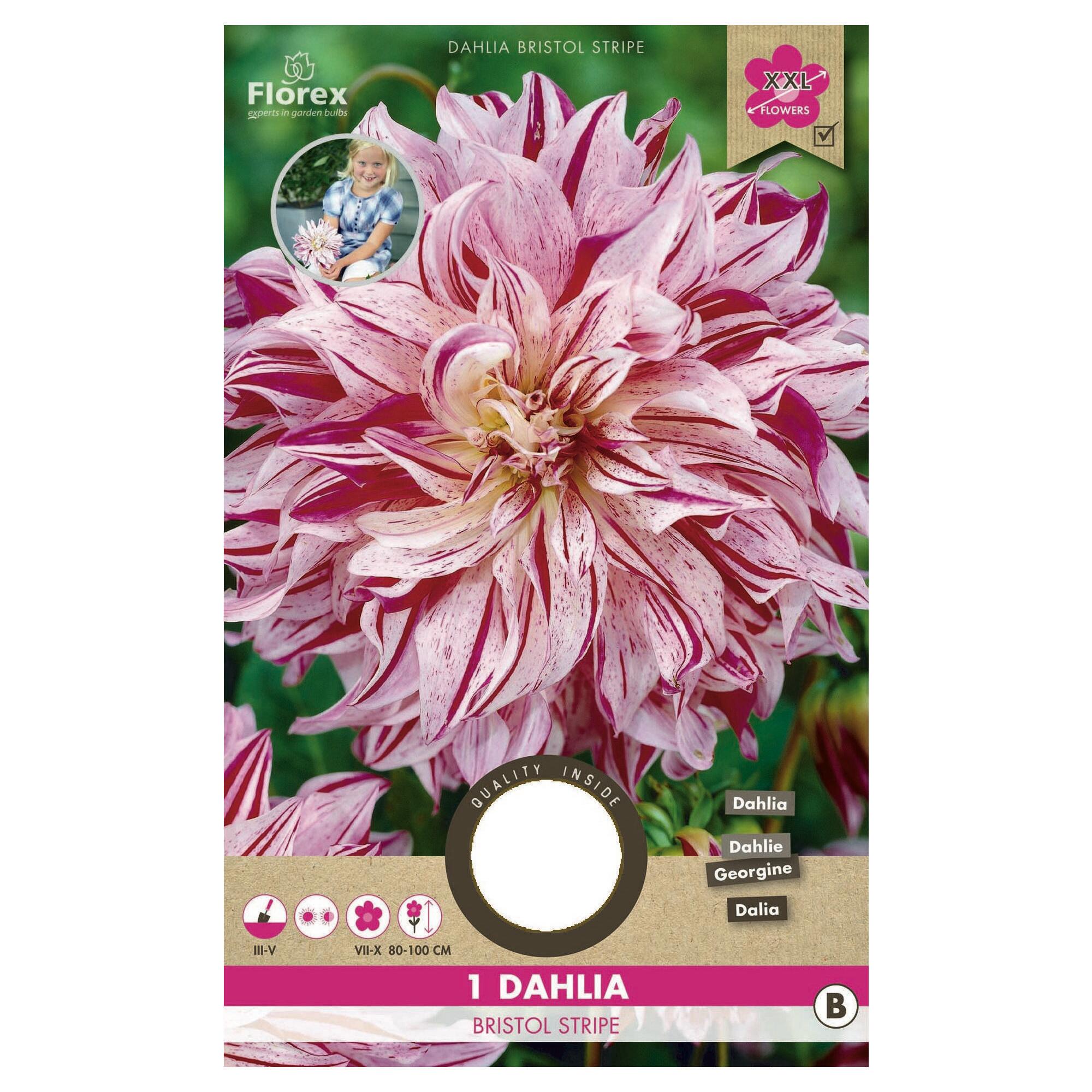 Bulb dalie Bristol Striped, multicolora