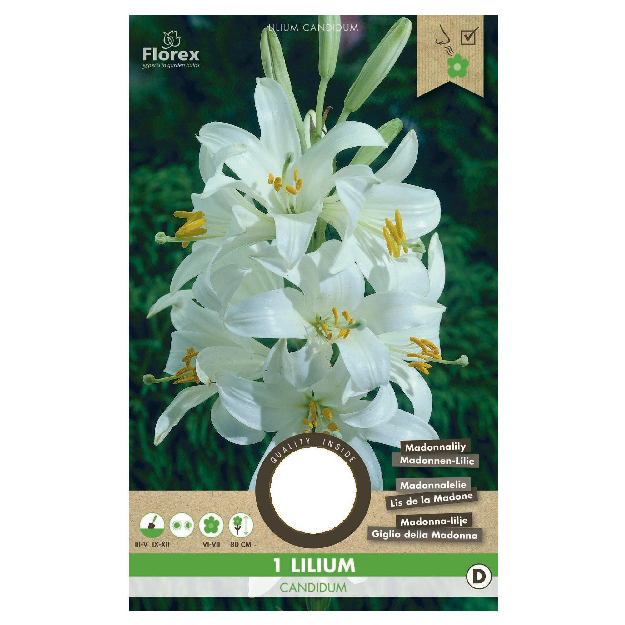 Bulb crin Candidum, alb