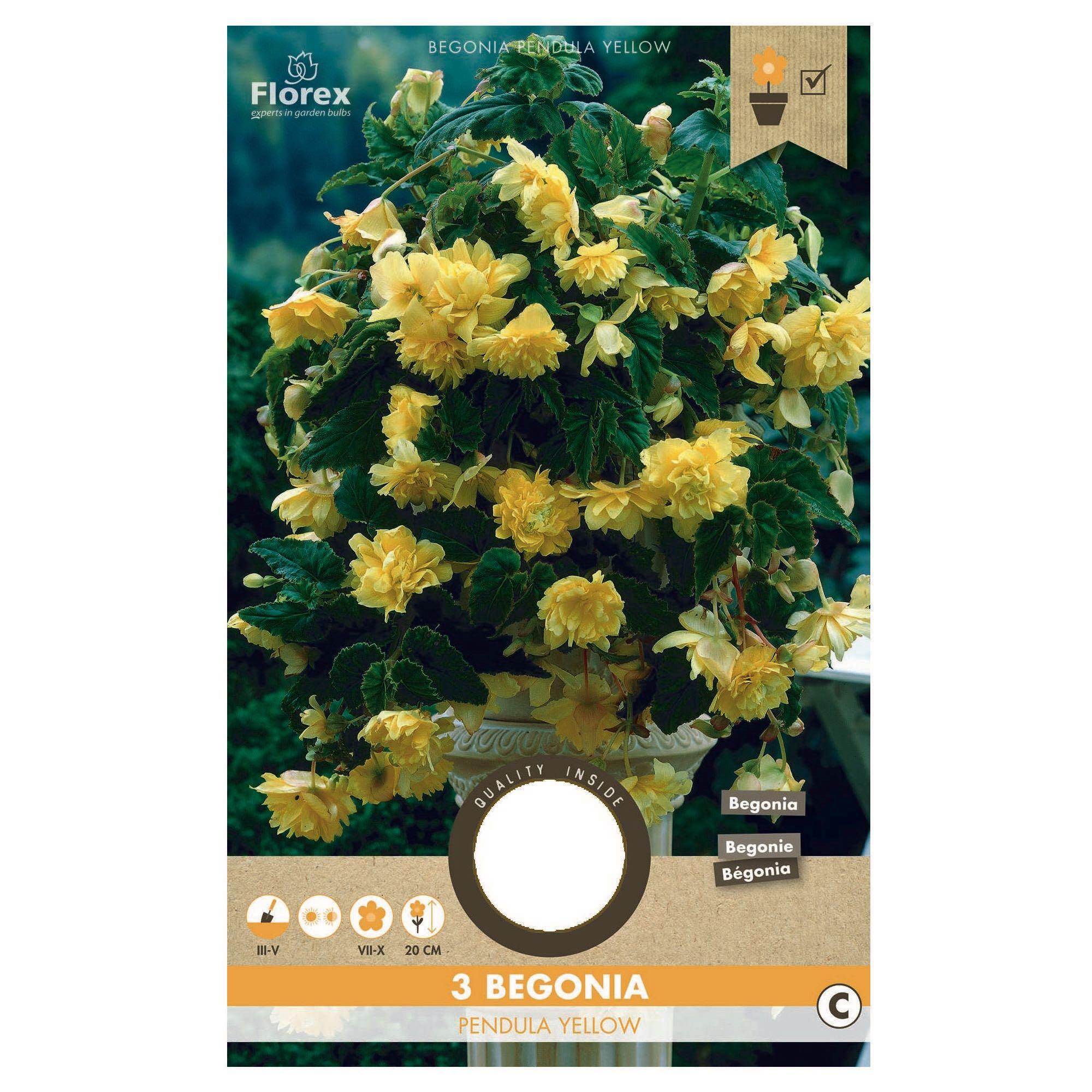 Bulbi begonia Pendula, (3 buc)