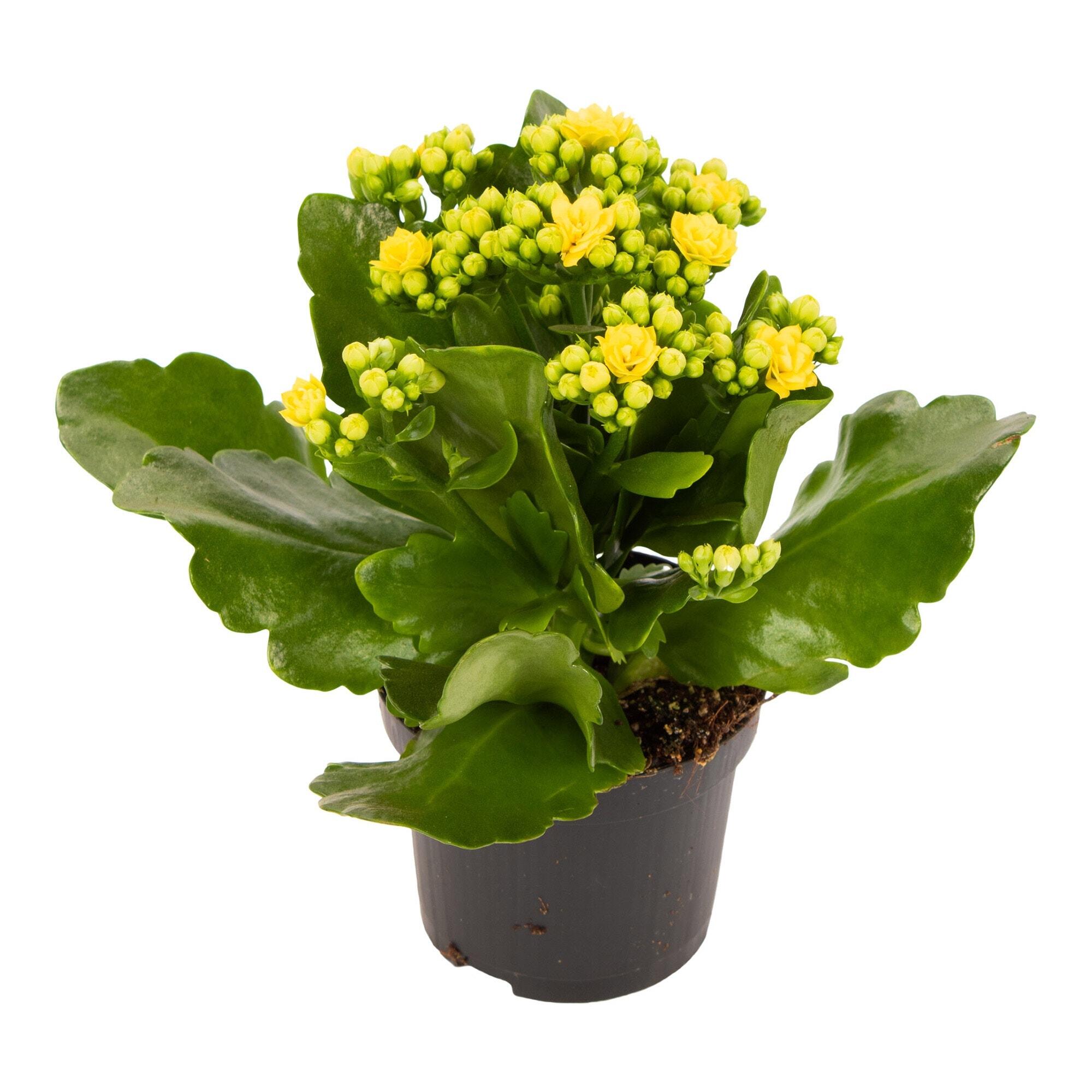 Planta cu flori Kalanchoe Blossfeldiana, H 16 - 30 cm, Ø ghiveci 9 cm, diverse culori