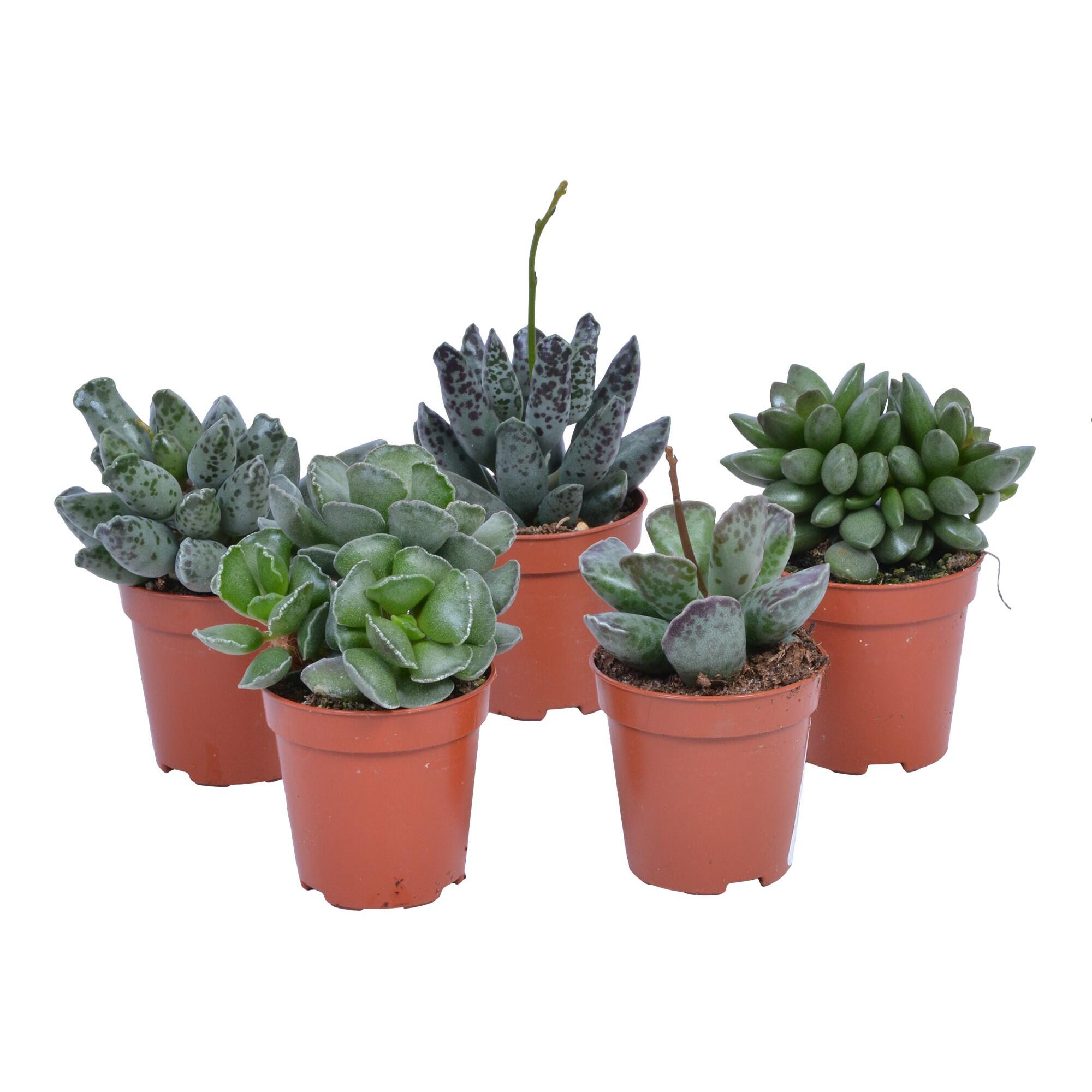 Planta verde, suculenta, H <15 cm, Ø ghiveci 5.5 cm, diverse sortimente