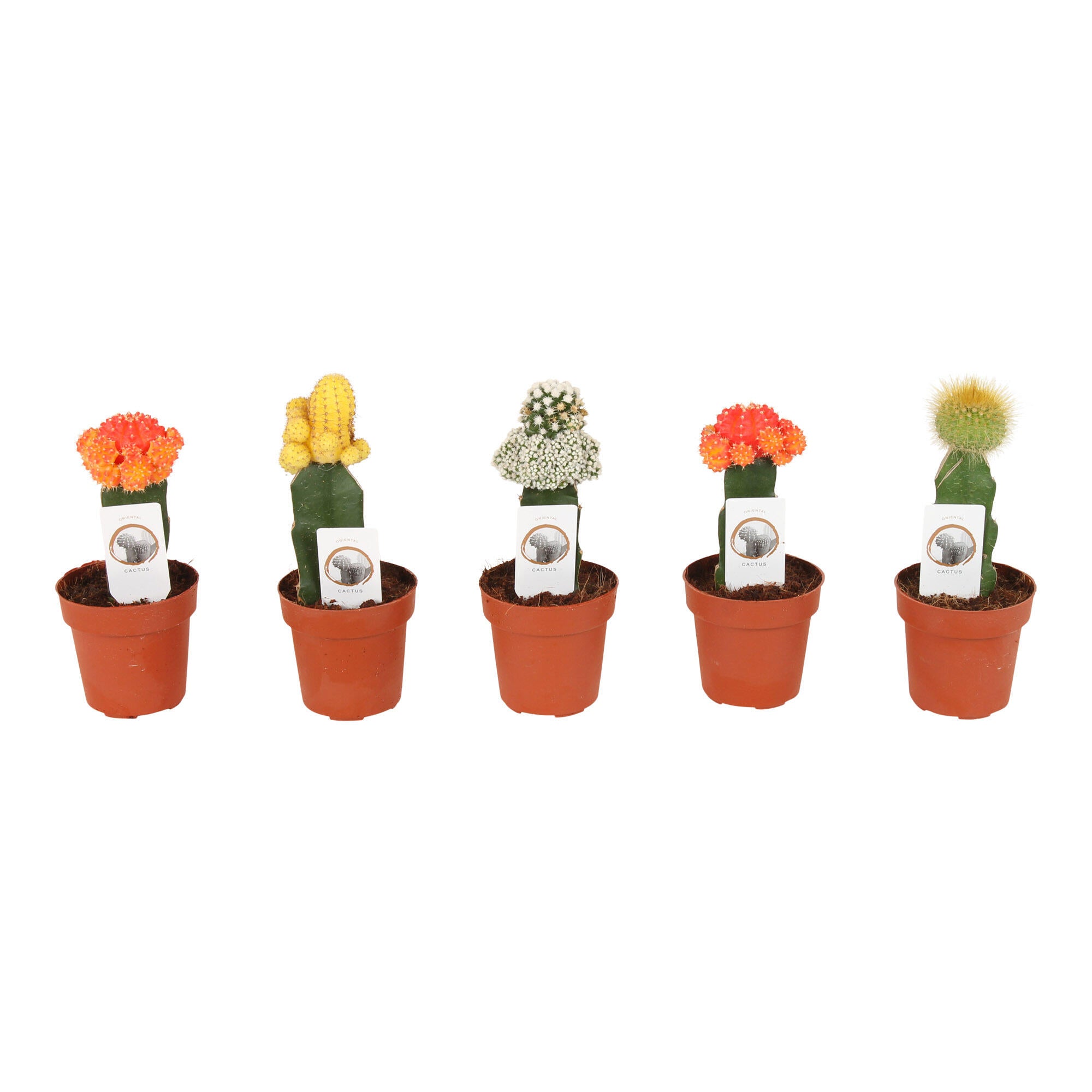 Planta verde, cactus Gymnocalicium Geent, H 16 - 30 cm, Ø ghiveci 8.5 cm, diverse culori