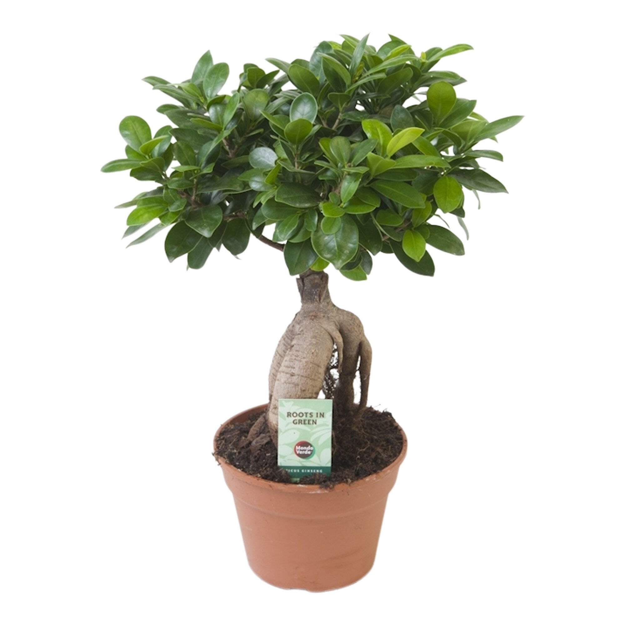 Ficus Ginseng