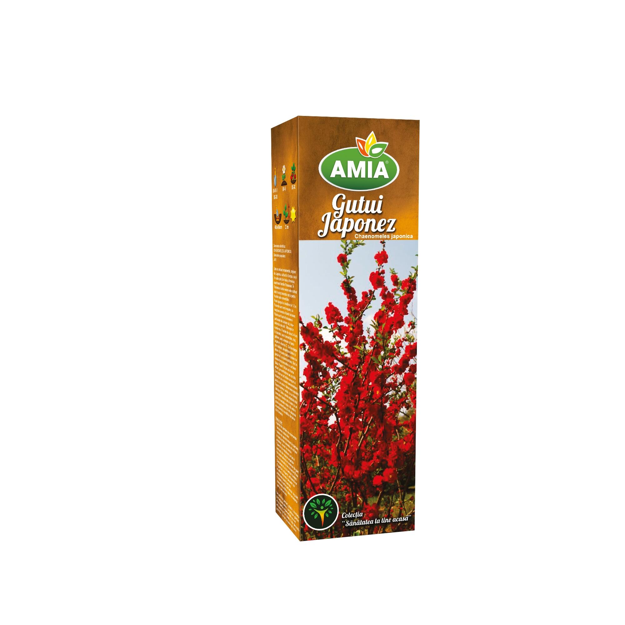 Arbust fructifer gutui Chaenomeles Japonica, H 41-60 cm, rosu