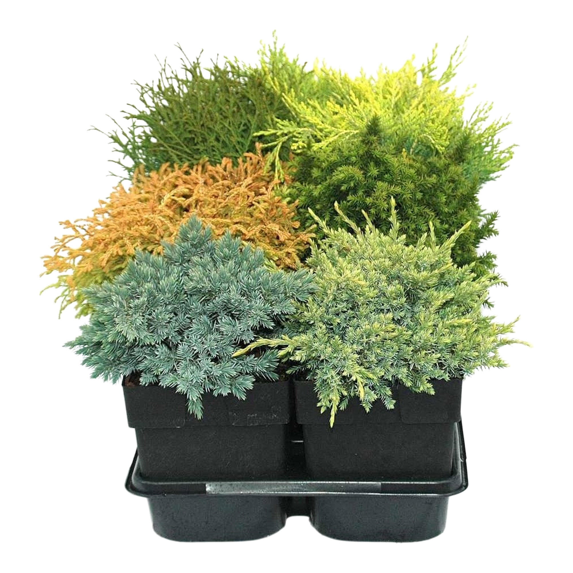 Conifer decorativ, H 40 cm, diverse specii