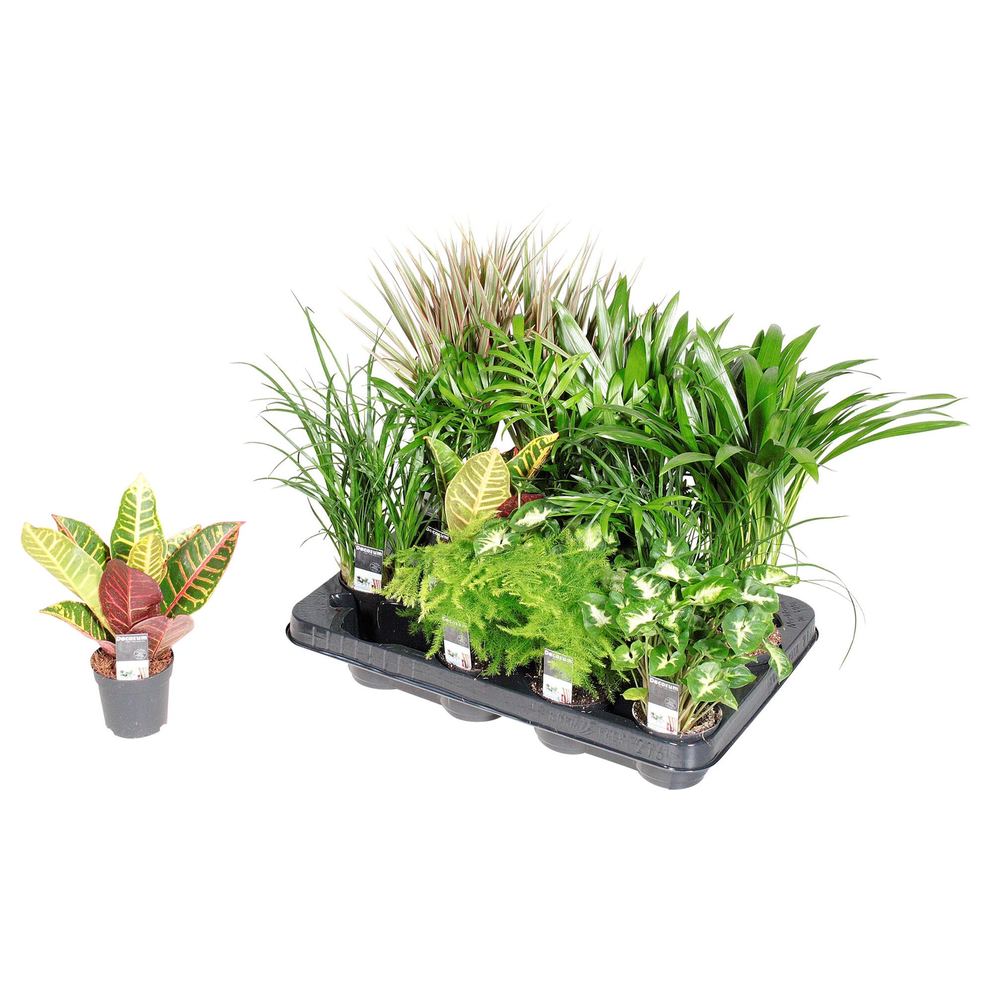 Planta verde, H 31 - 45 cm, Ø ghiveci 7 cm, diverse specii