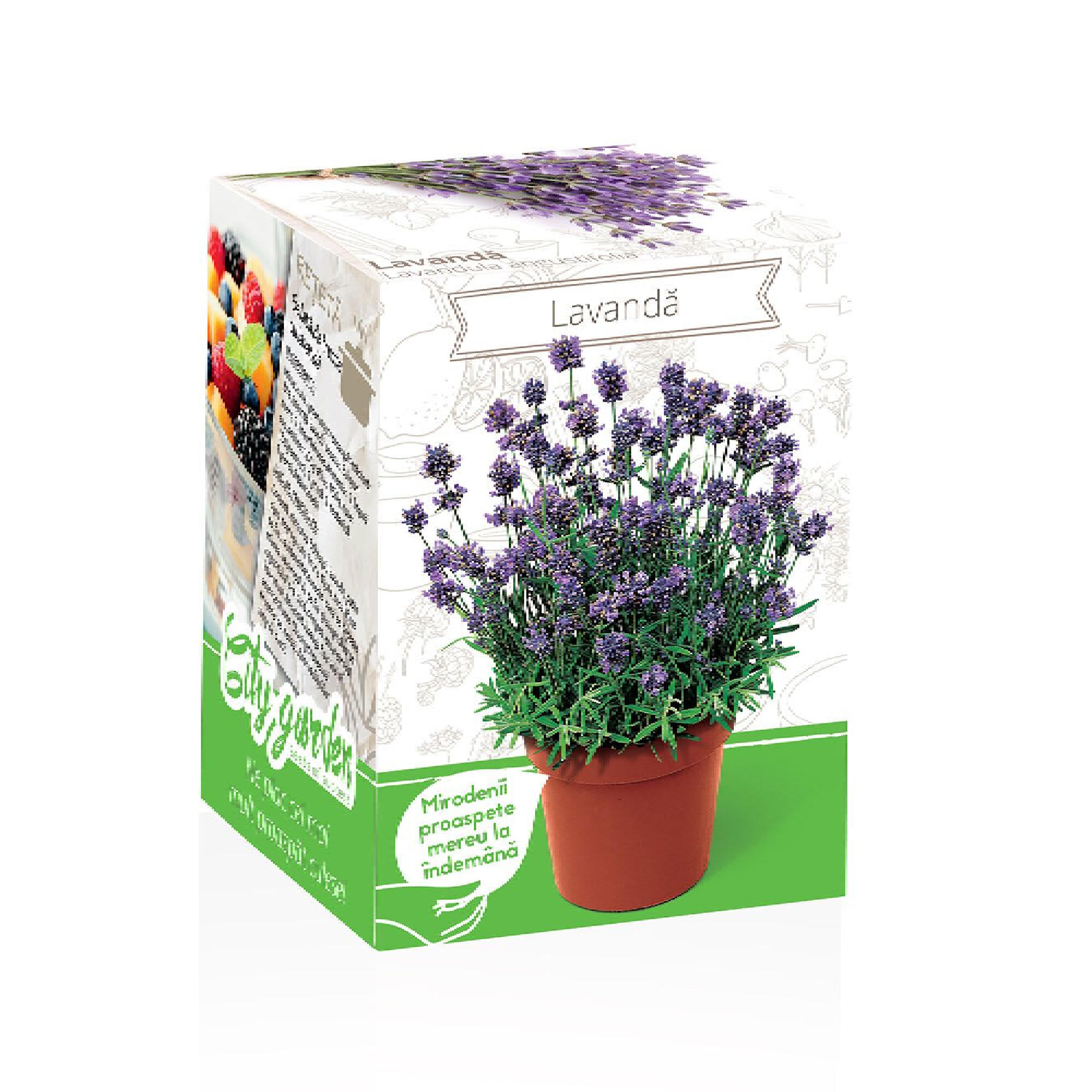 Set de cultivare in ghiveci, soi de lavanda, Lavendula angustifolia