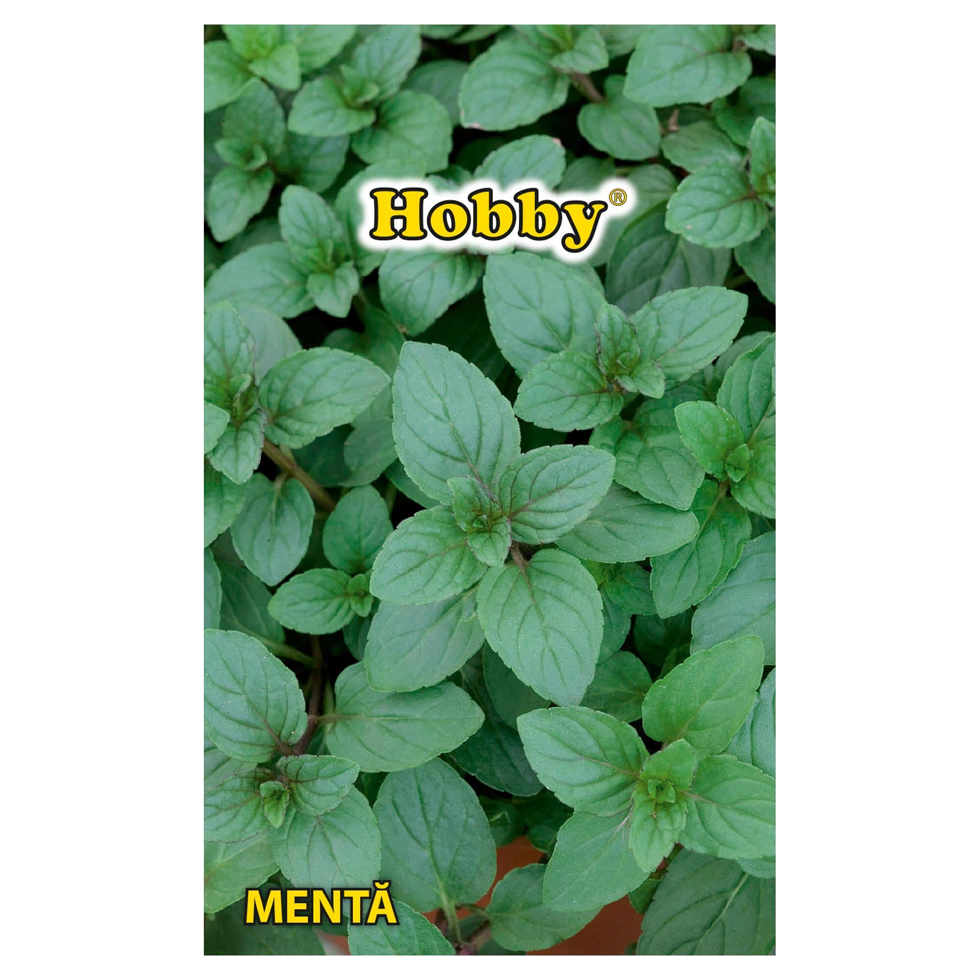 Seminte plante aromatice, menta, Hobby