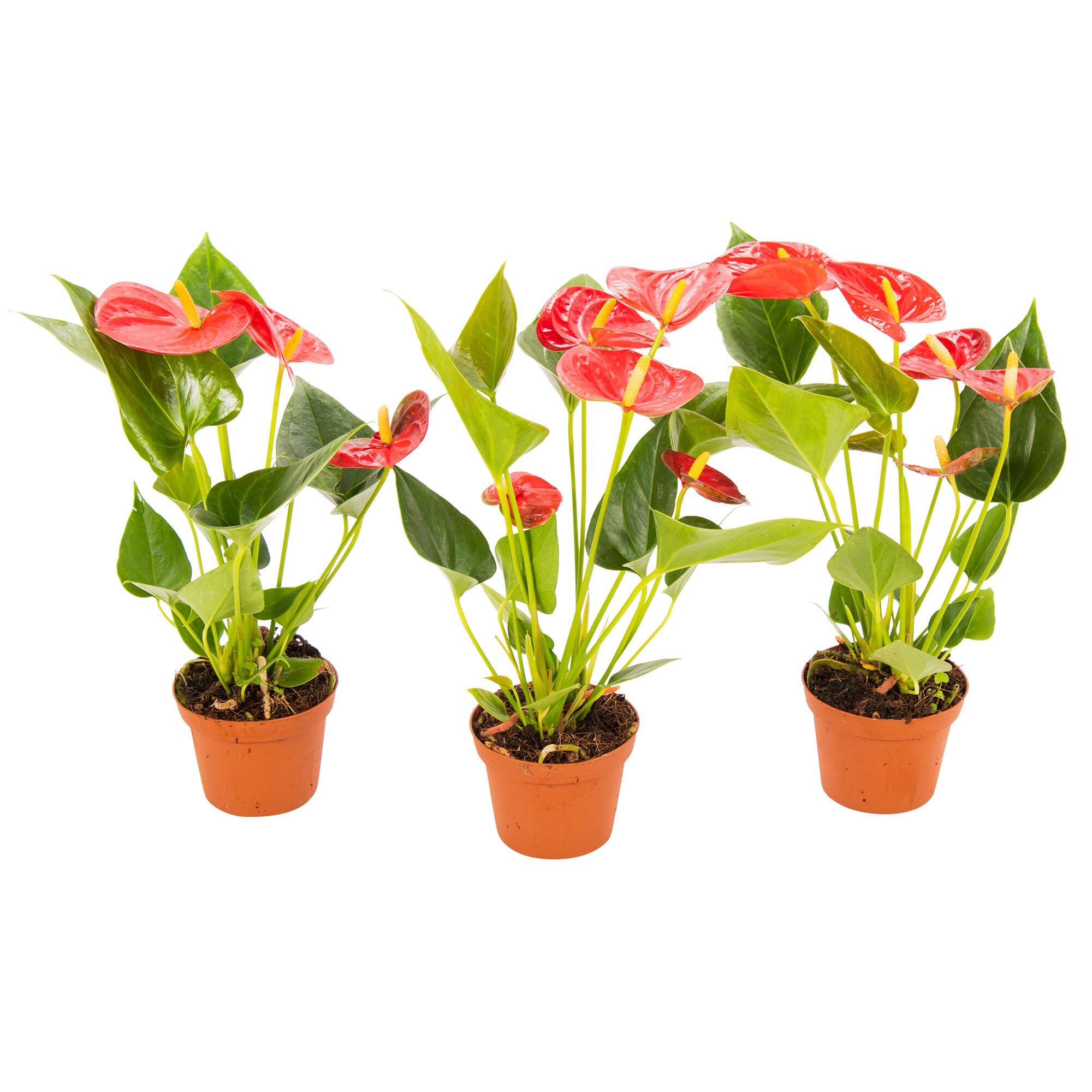 Planta cu flori Anthurium, cu ambalaj cadou, H 16 - 30 cm, Ø ghiveci 9 cm, rosie