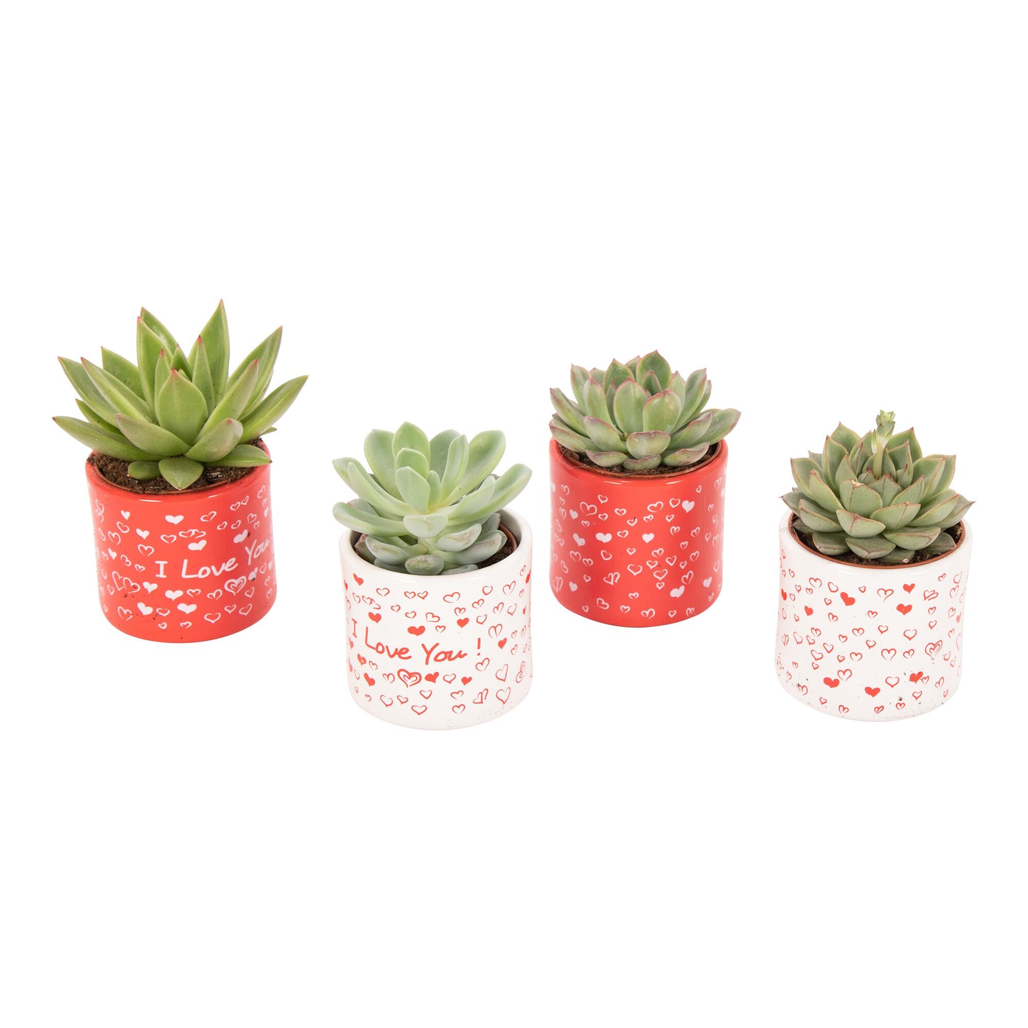 Plante verzi, suculente, ghiveci ceramic, diverse modele