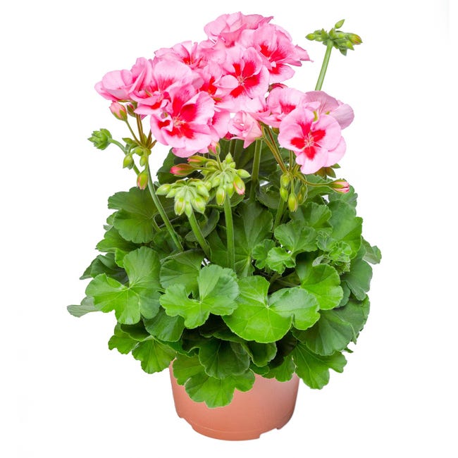 Planta Roz Planta cu flori Muscata, Ø ghiveci 12 cm, roz | Leroy Merlin
