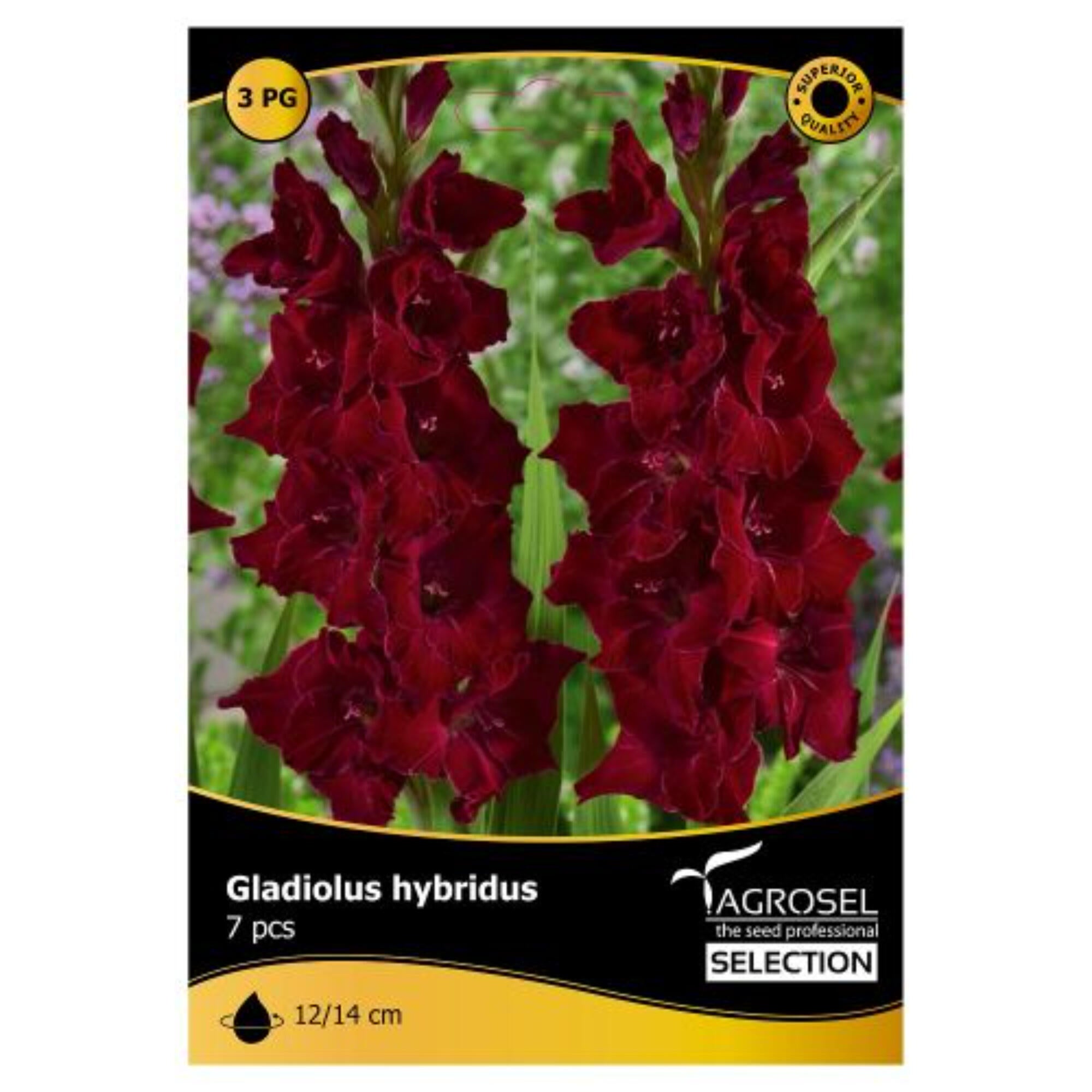 Bulbi gladiole Agrosel, rosu inchis (7 buc)