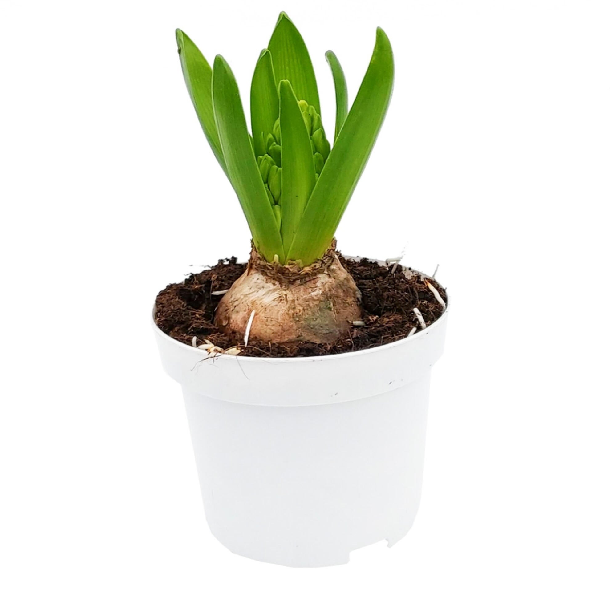Planta cu flori Zambila, H 16 - 30 cm, Ø ghiveci 11 cm