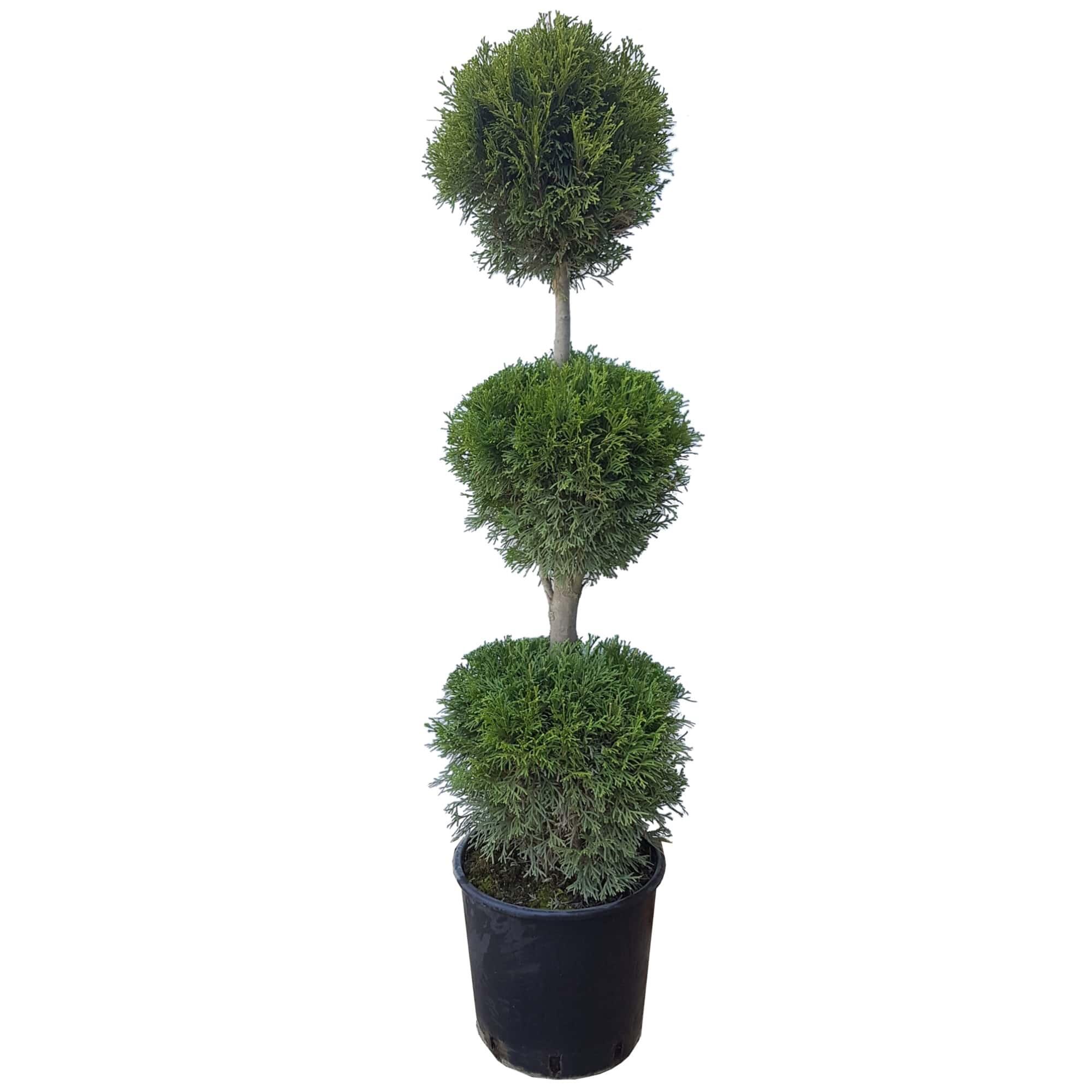 Conifer decorativ Thuja Smaragd, mutat in ghiveci, H 140 - 160 cm