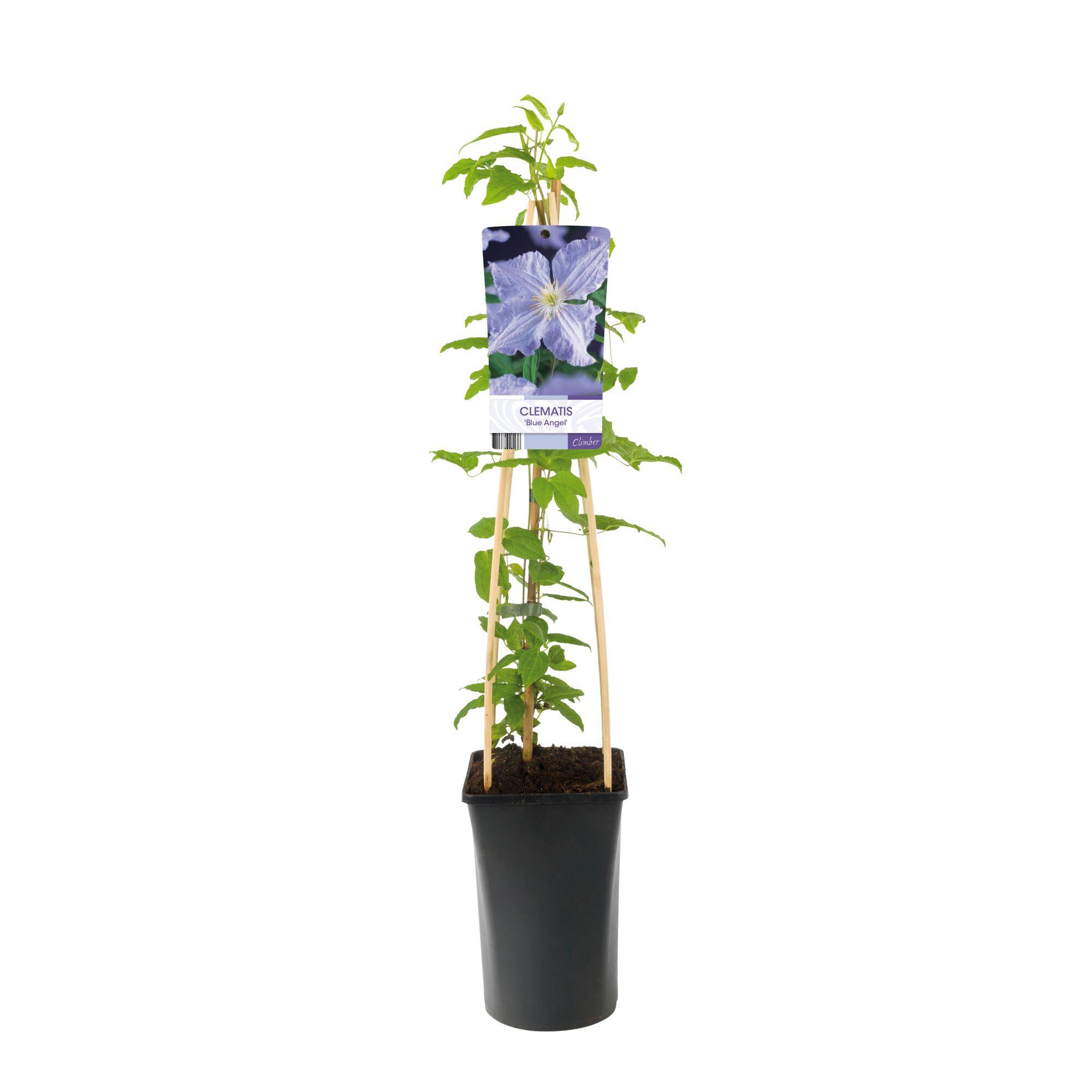 Arbust ornamental Clematis Blue Angel, crescut in ghiveci, H51 - 80 cm, Ø 16 cm, albastru