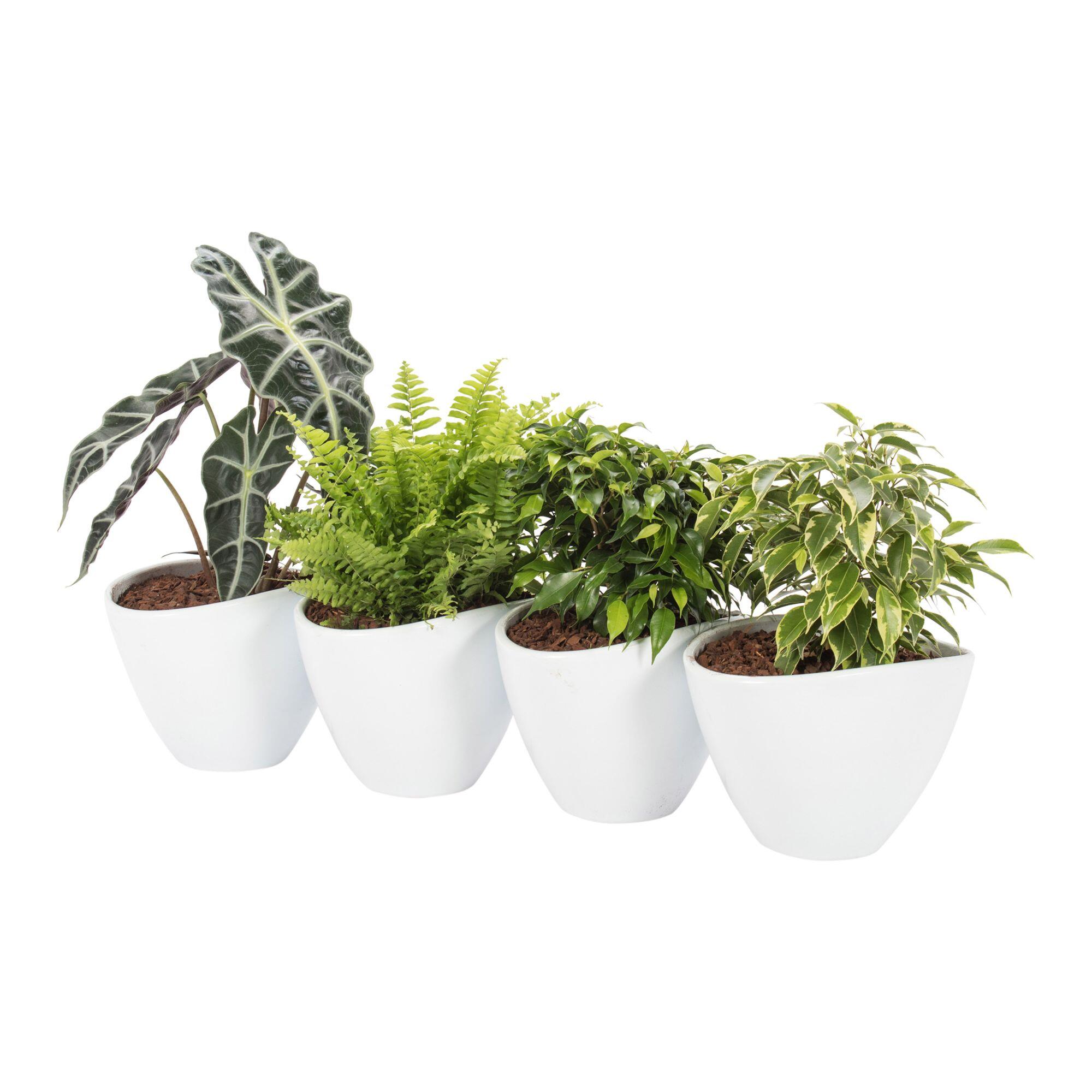 Plante verzi, ghiveci ceramic, diverse modele | Leroy Merlin