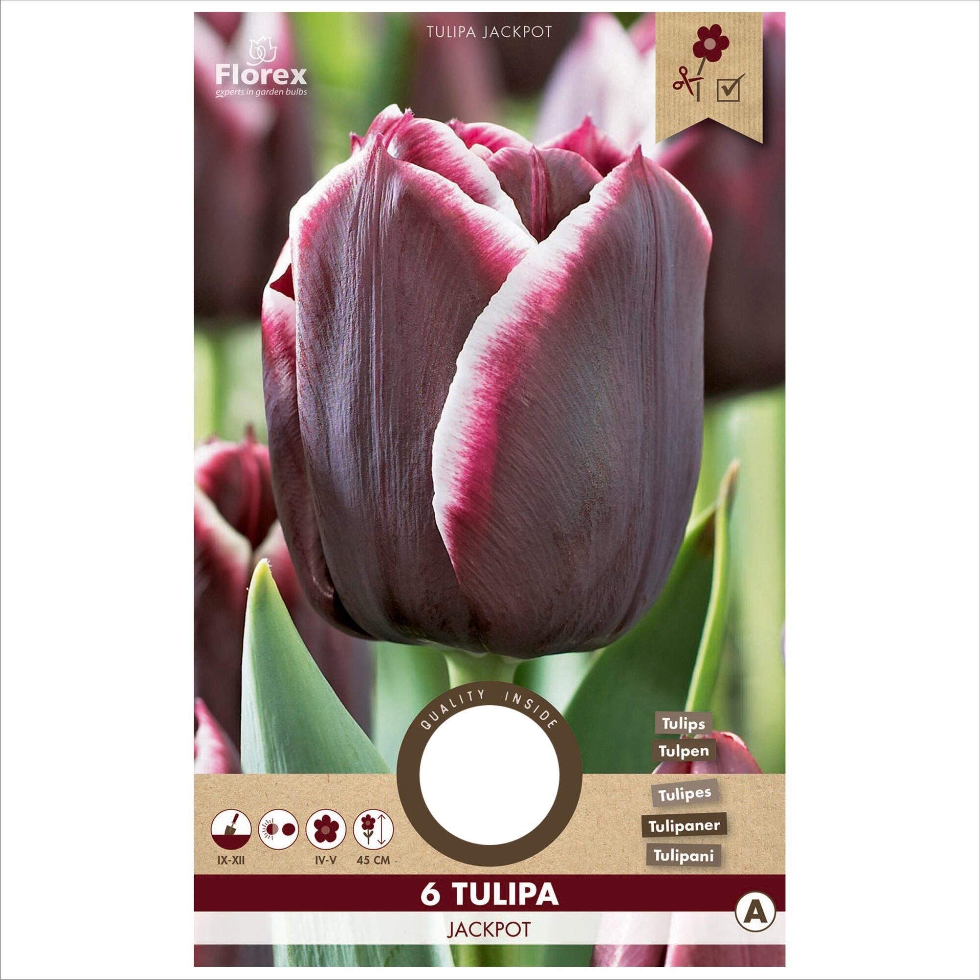 Bulbi lalea Jackpot, Florex, mov (6 buc)
