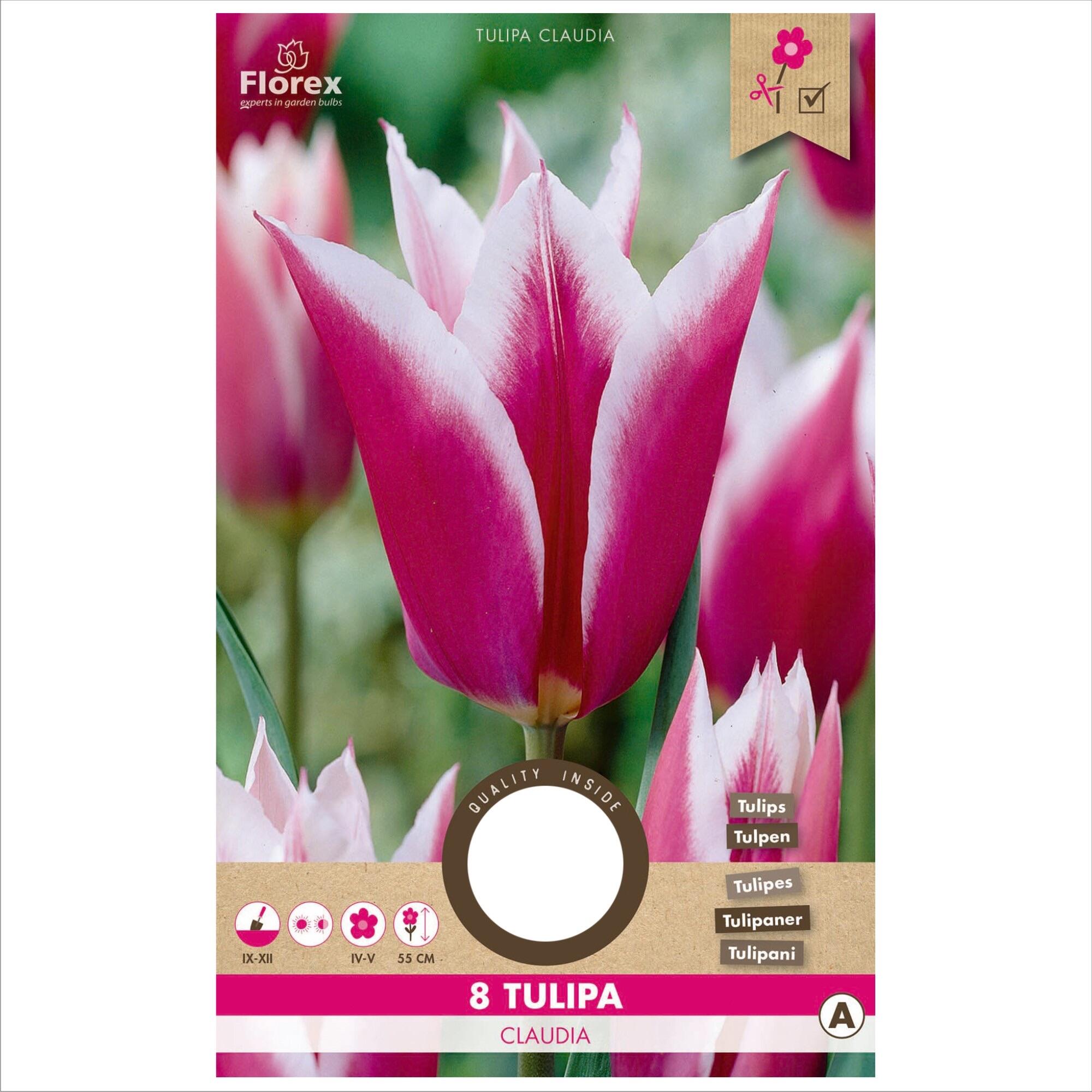 Bulbi lalea Claudia, Florex, alb/roz (8 buc)