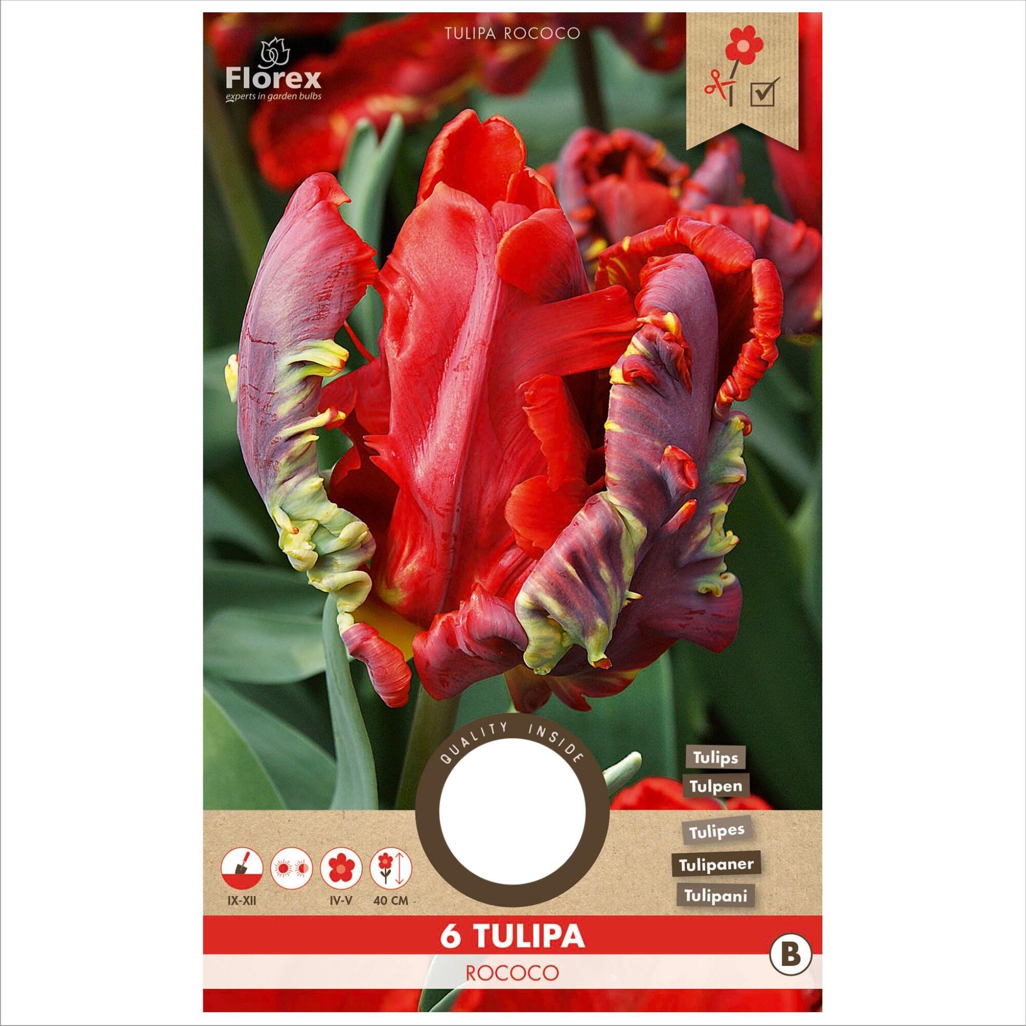 Bulbi lalea Rococo, Florex, rosu (6 buc)