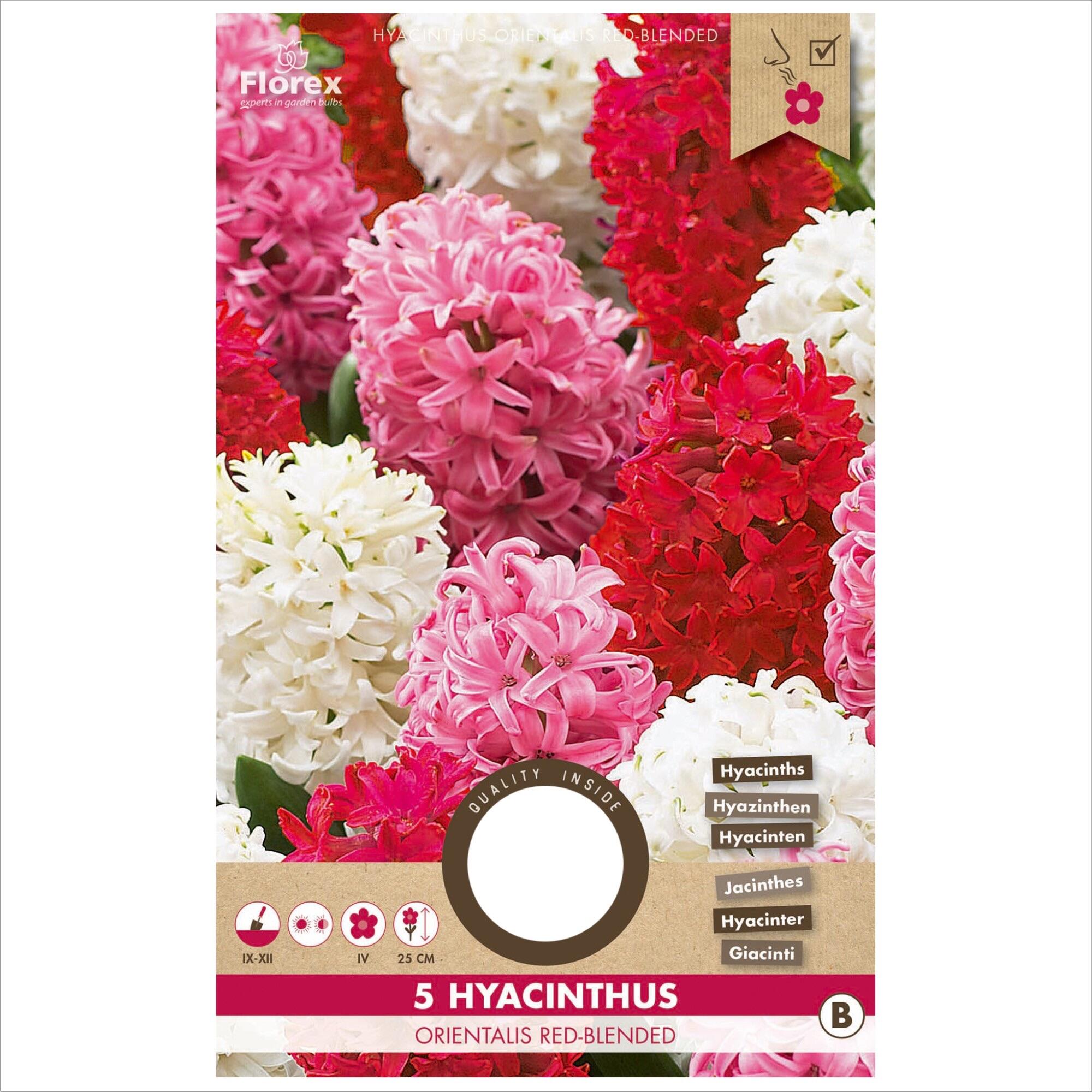 Bulbi zambila Red Blended, Florex, mix culori (5 buc)