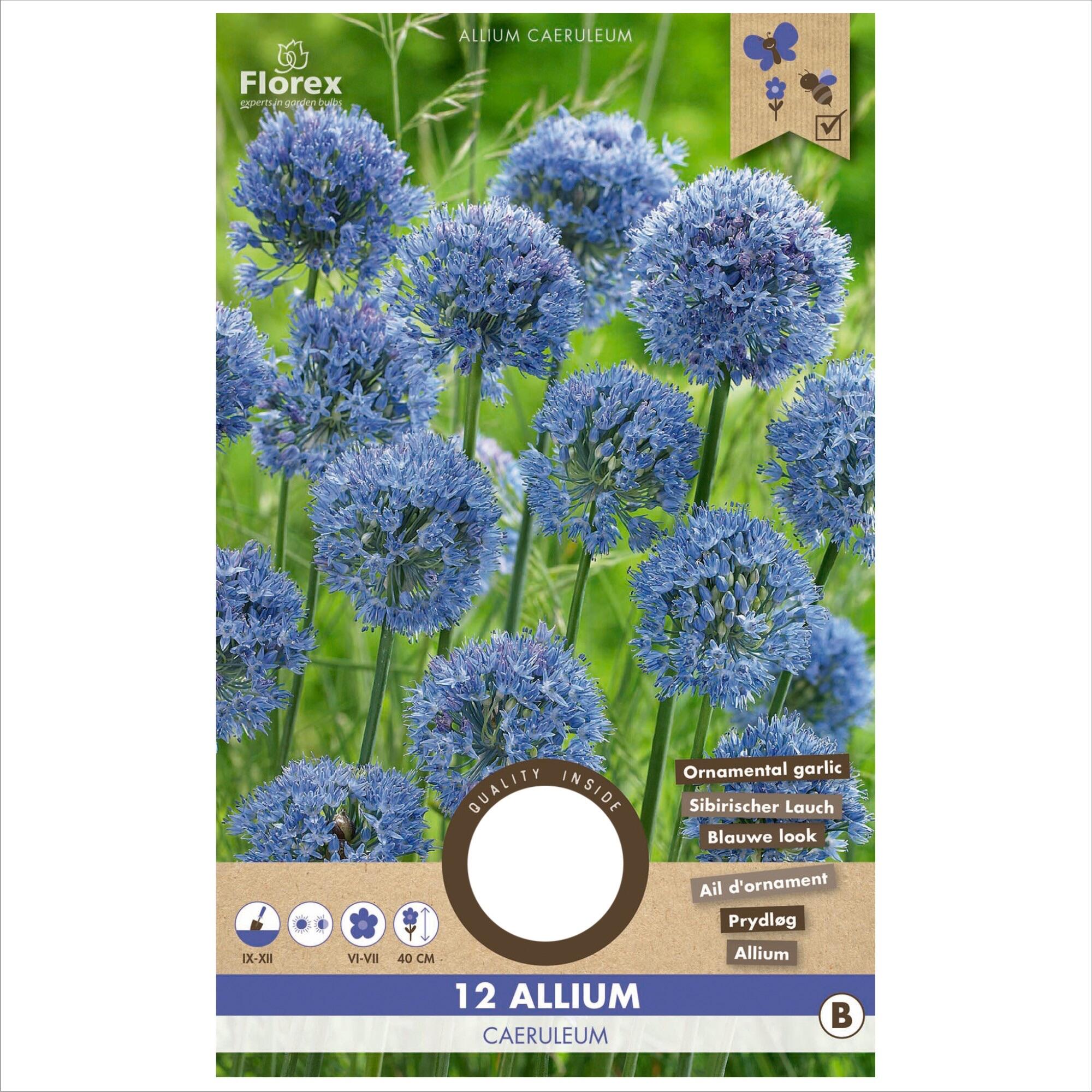 Bulbi ceapa decorativa Caeruleum, Florex, mov (15 buc)