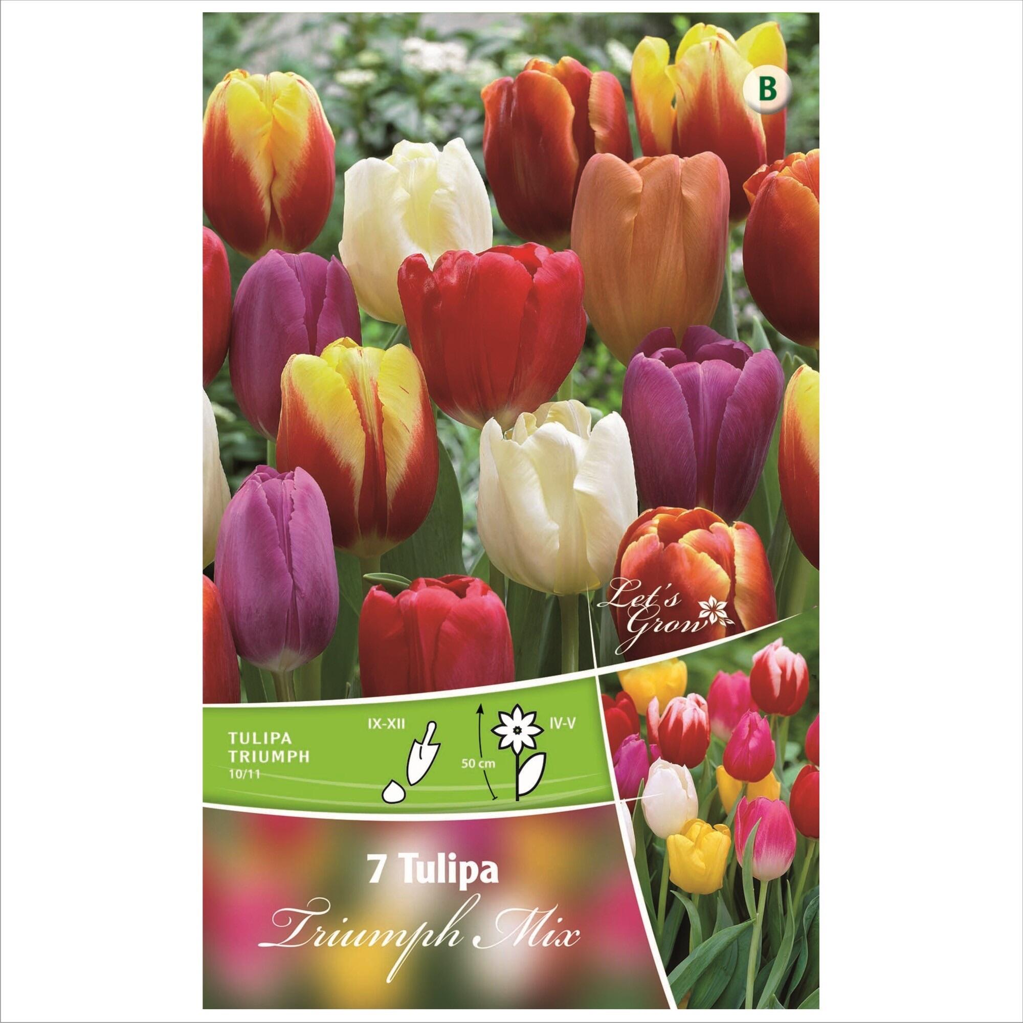 Bulbi lalea Triumph Mix, Let's Grow, mix culori (7 buc)
