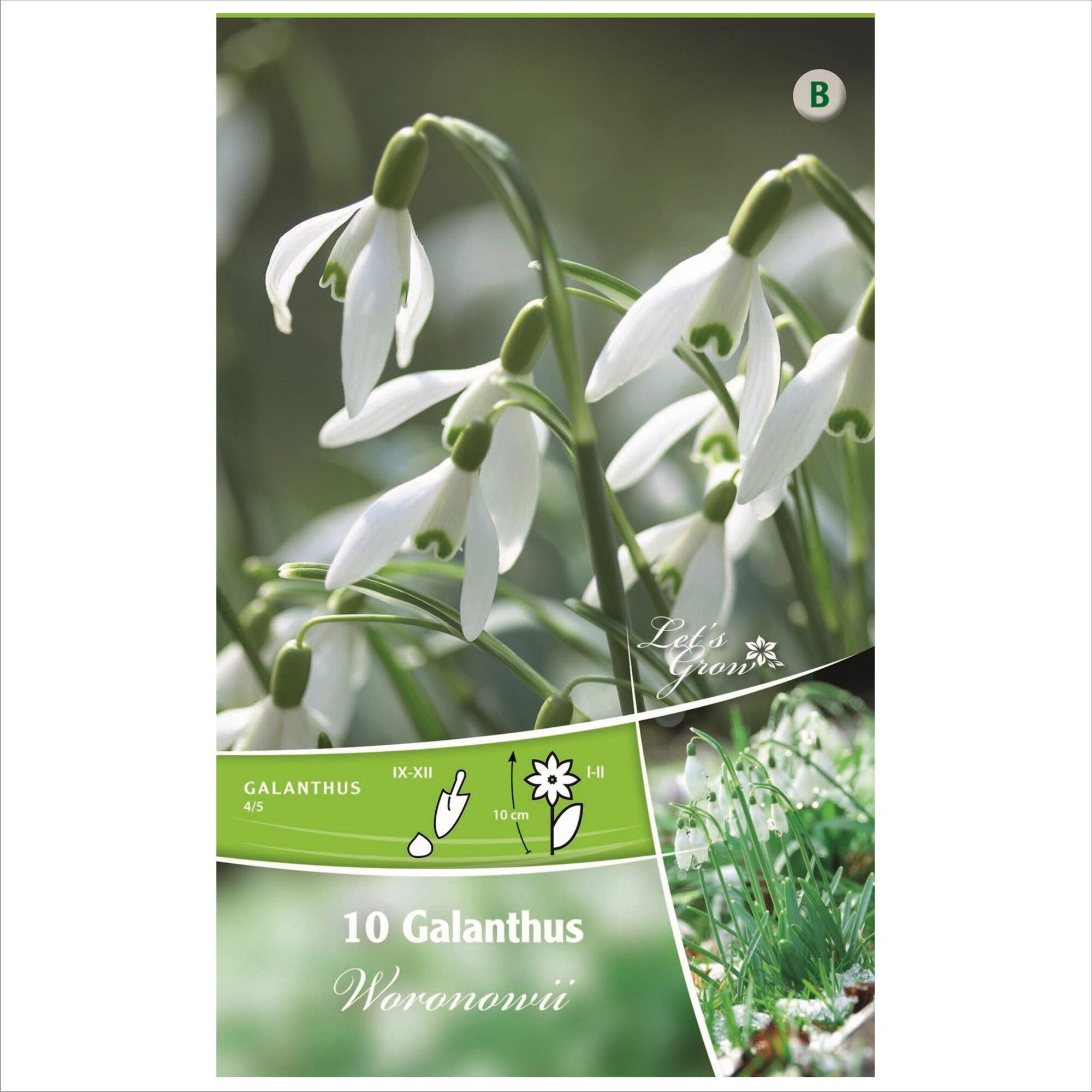 Bulbi ghiocei Woronowii, Let's Grow, albi (10 buc)