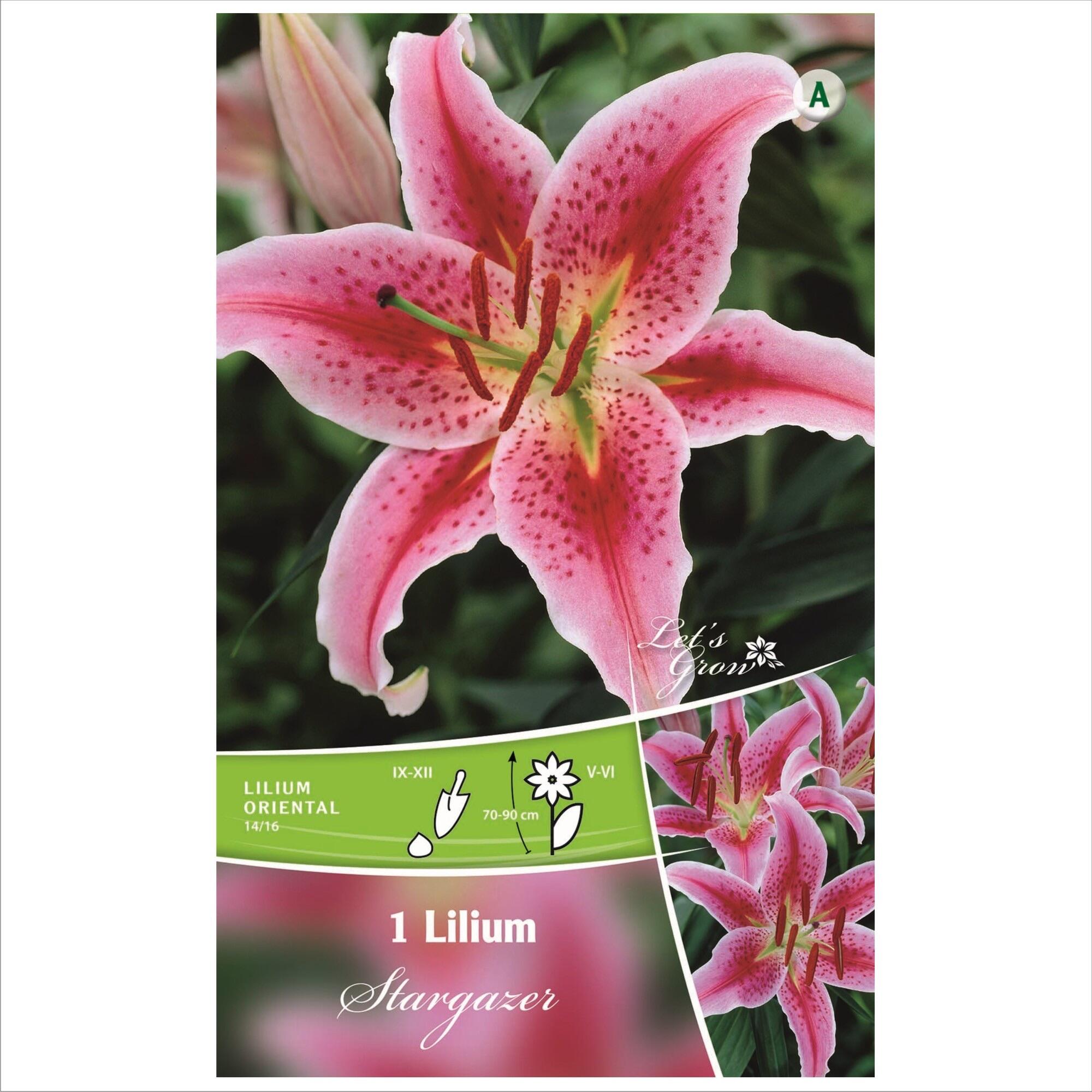 Crin Roz Bulbi crin Lilium Stargazer, Let's Grow, roz (1 buc) | Leroy Merlin