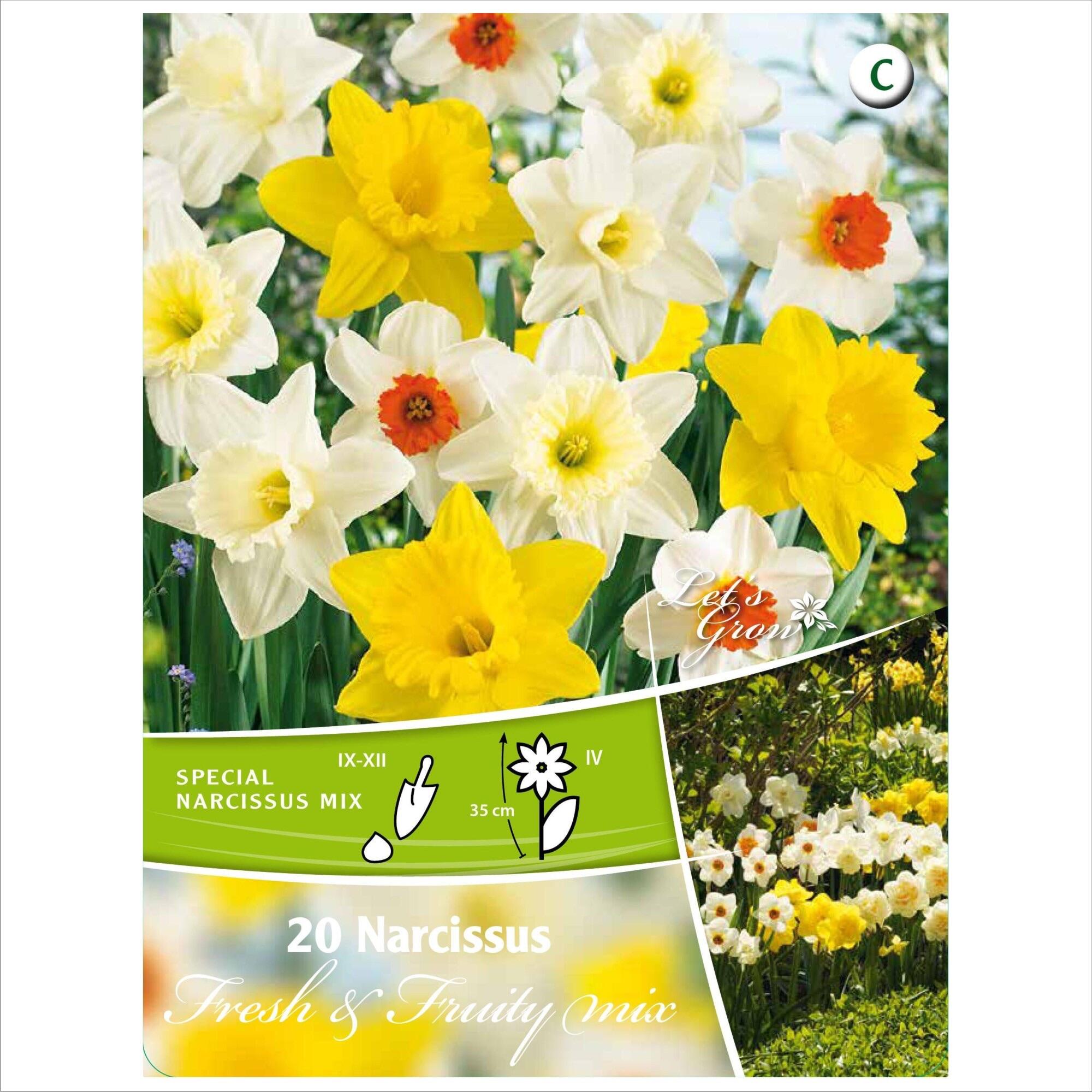 Bulbi narcisa Fresh & Fruity Mix, Let's Grow, mix culori (20 buc)