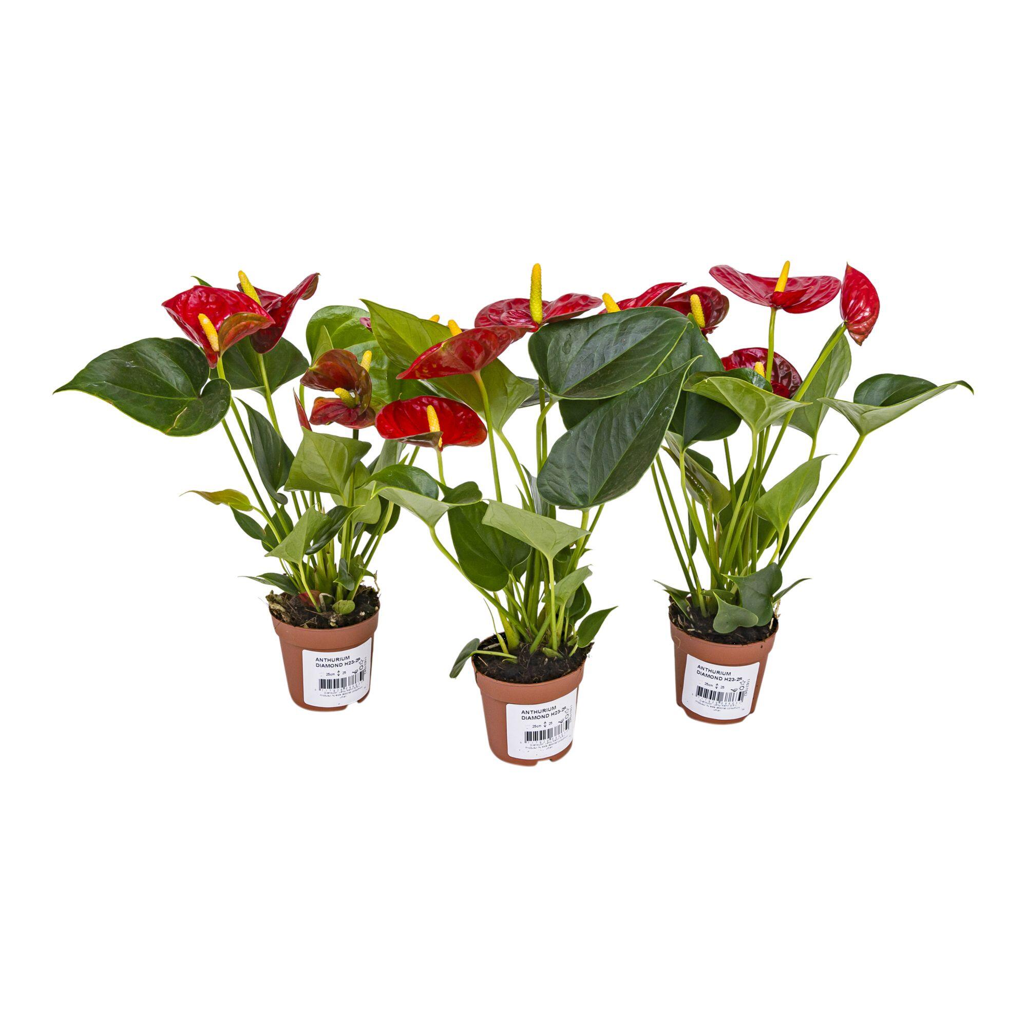 Planta cu flori Anthurium Diamond, H 16 - 30 cm, Ø ghiveci 7 cm, rosie