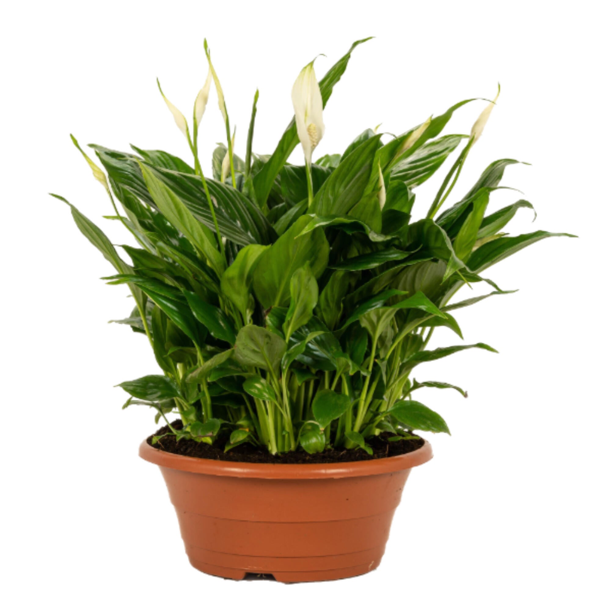Planta cu flori Crinul Pacii Chopin, H 31 - 45 cm, Ø ghiveci 17 cm, alb ...