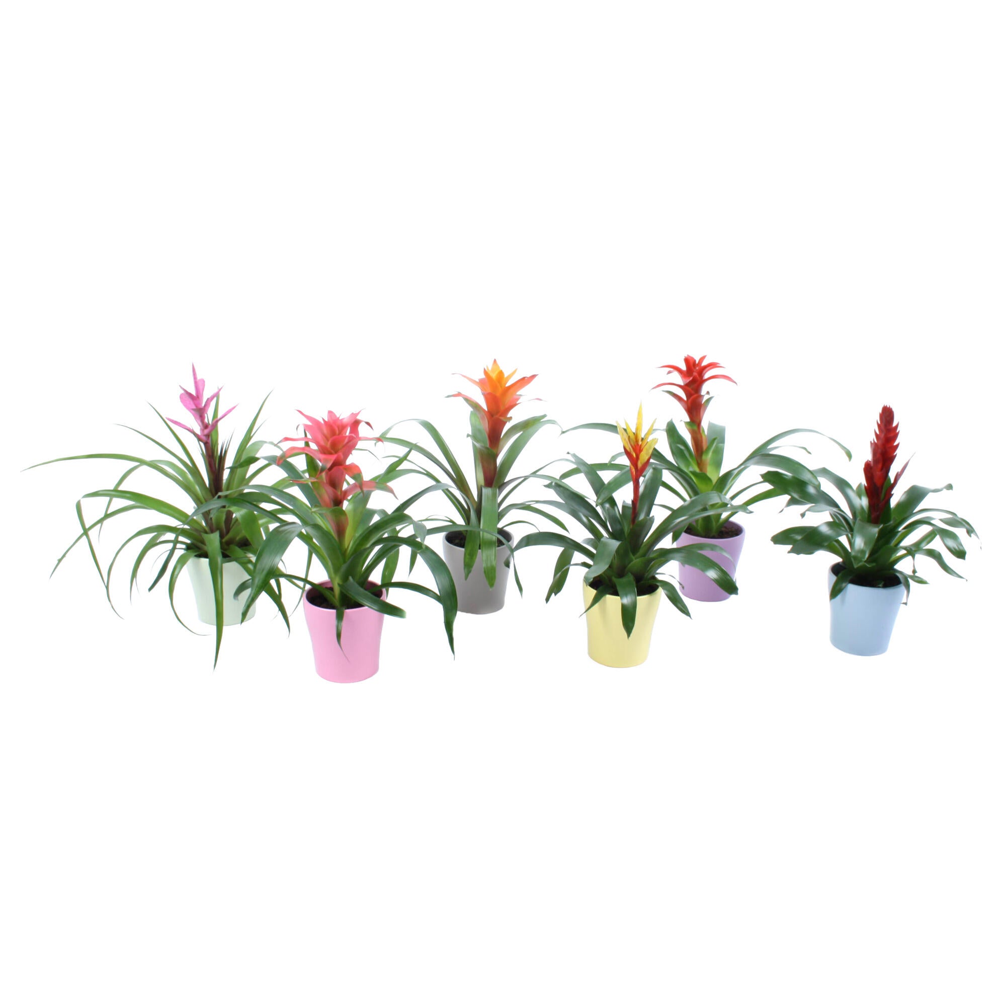 Planta cu flori Bromelia Excellent, H 16 - 30 cm, Ø ghiveci 13 cm, diverse sortimente si culori